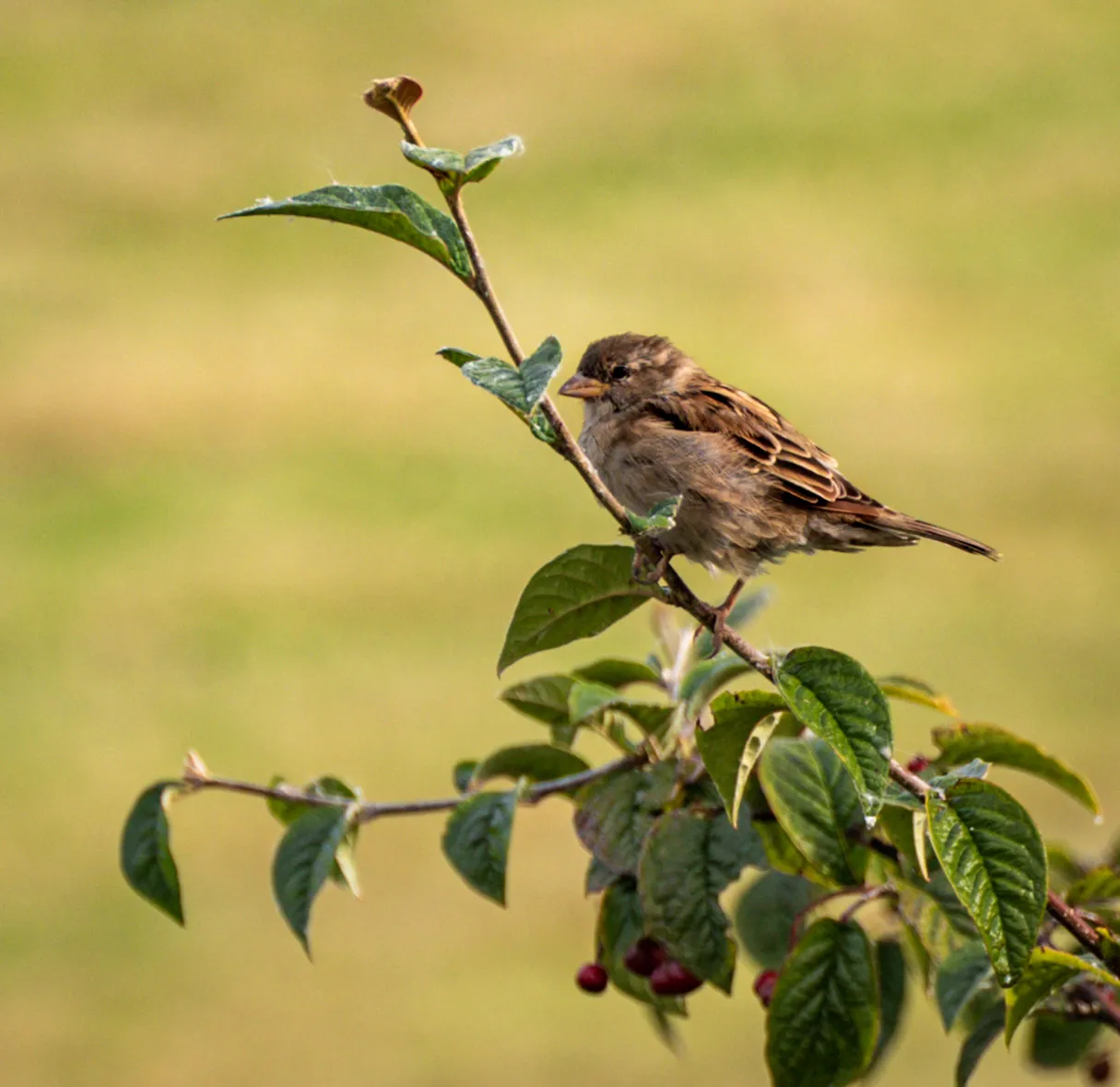 Small Birds