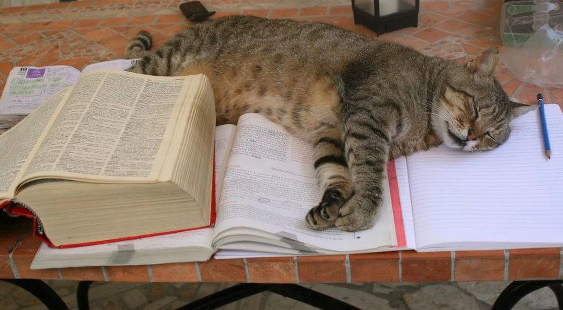 Cats Sleeping in Funny Places