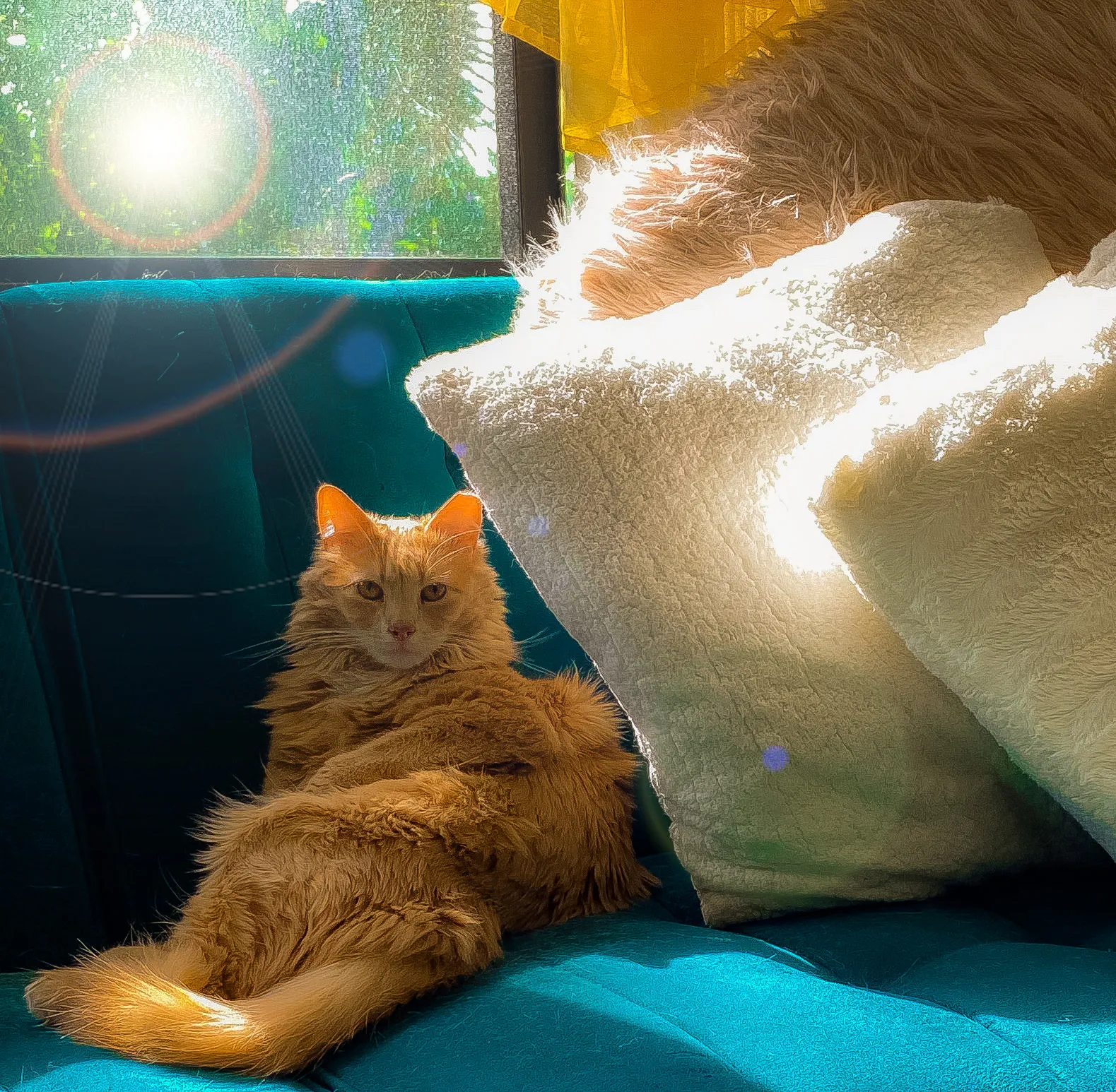 Softness