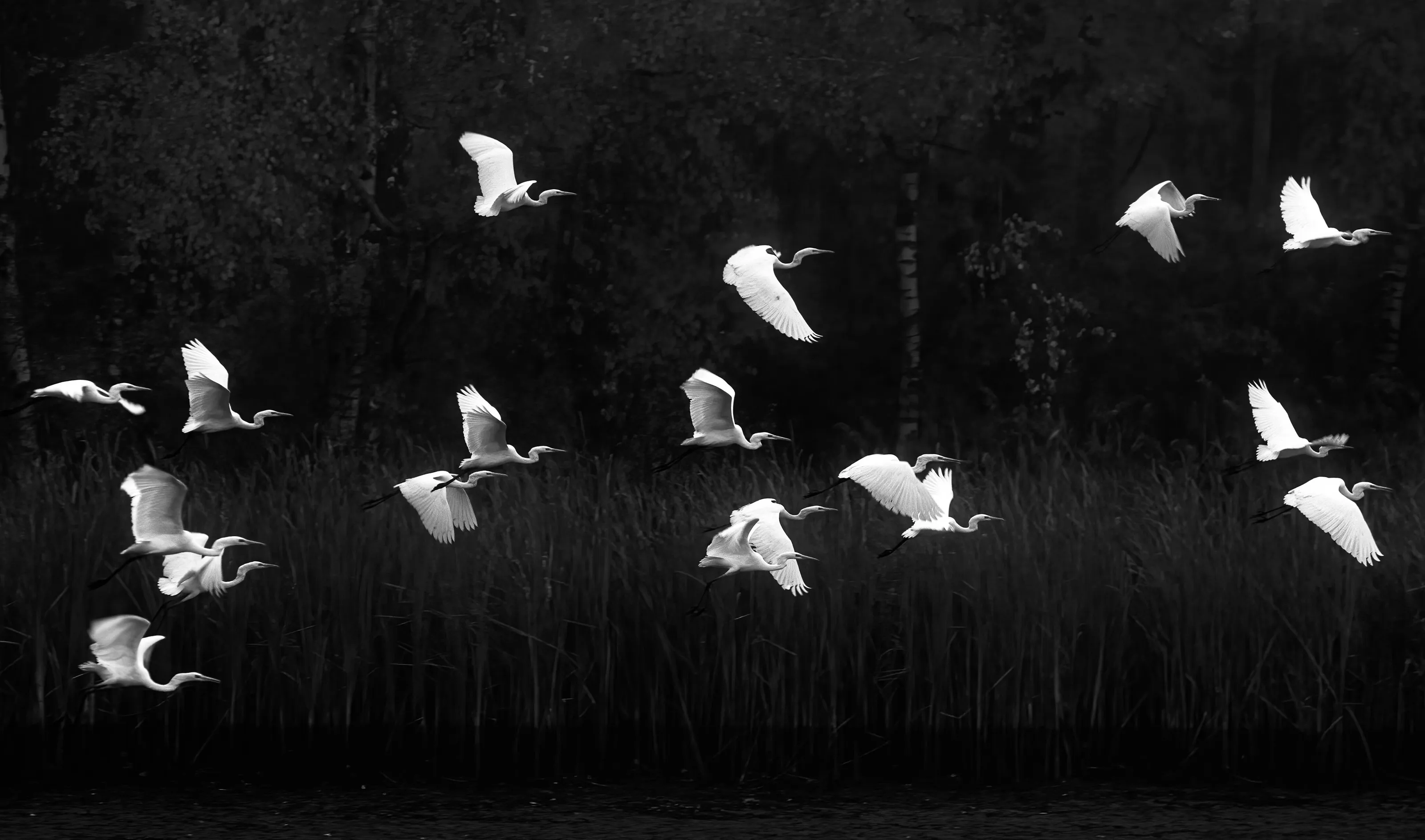 Black and White (Young APOY)