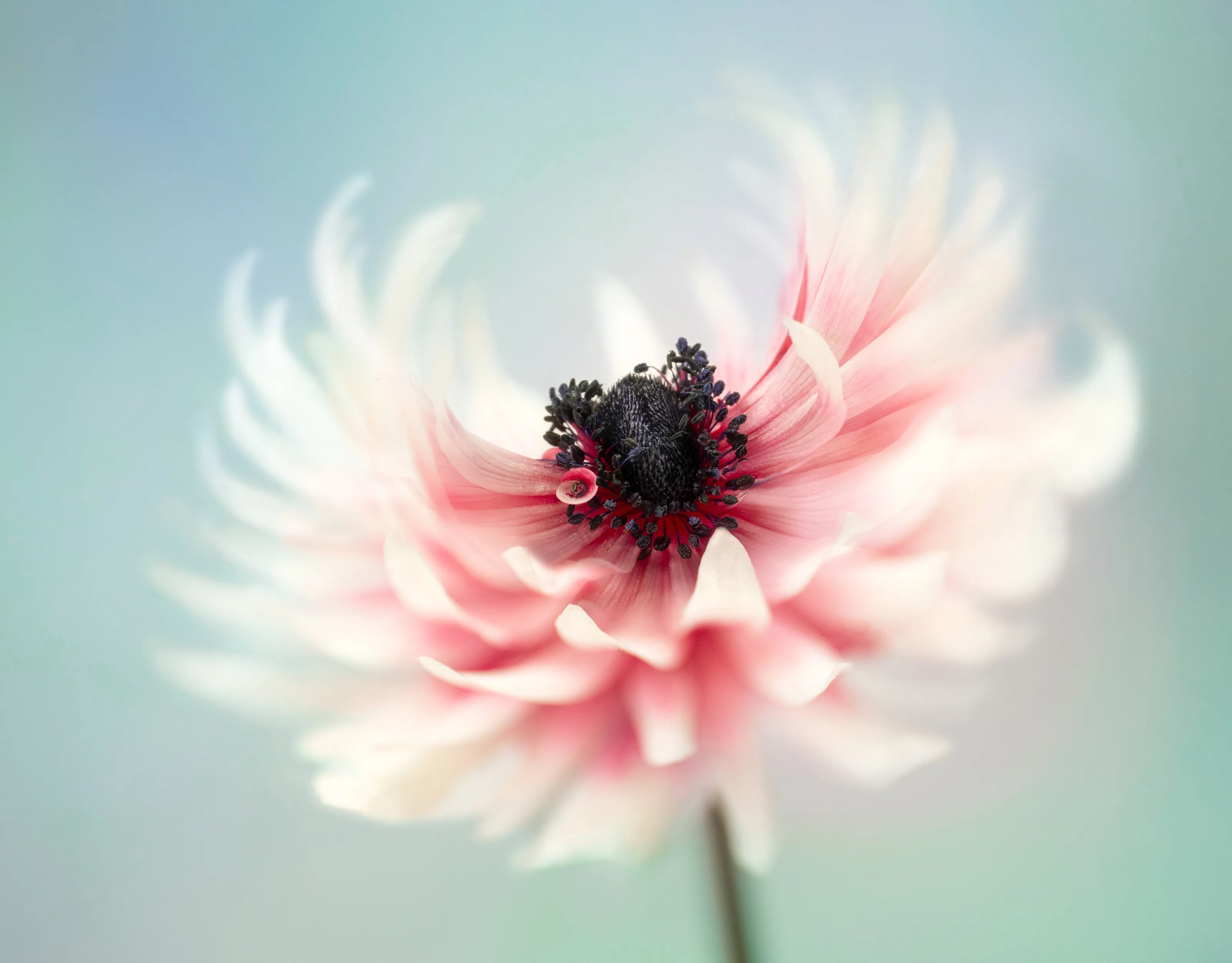 Macro