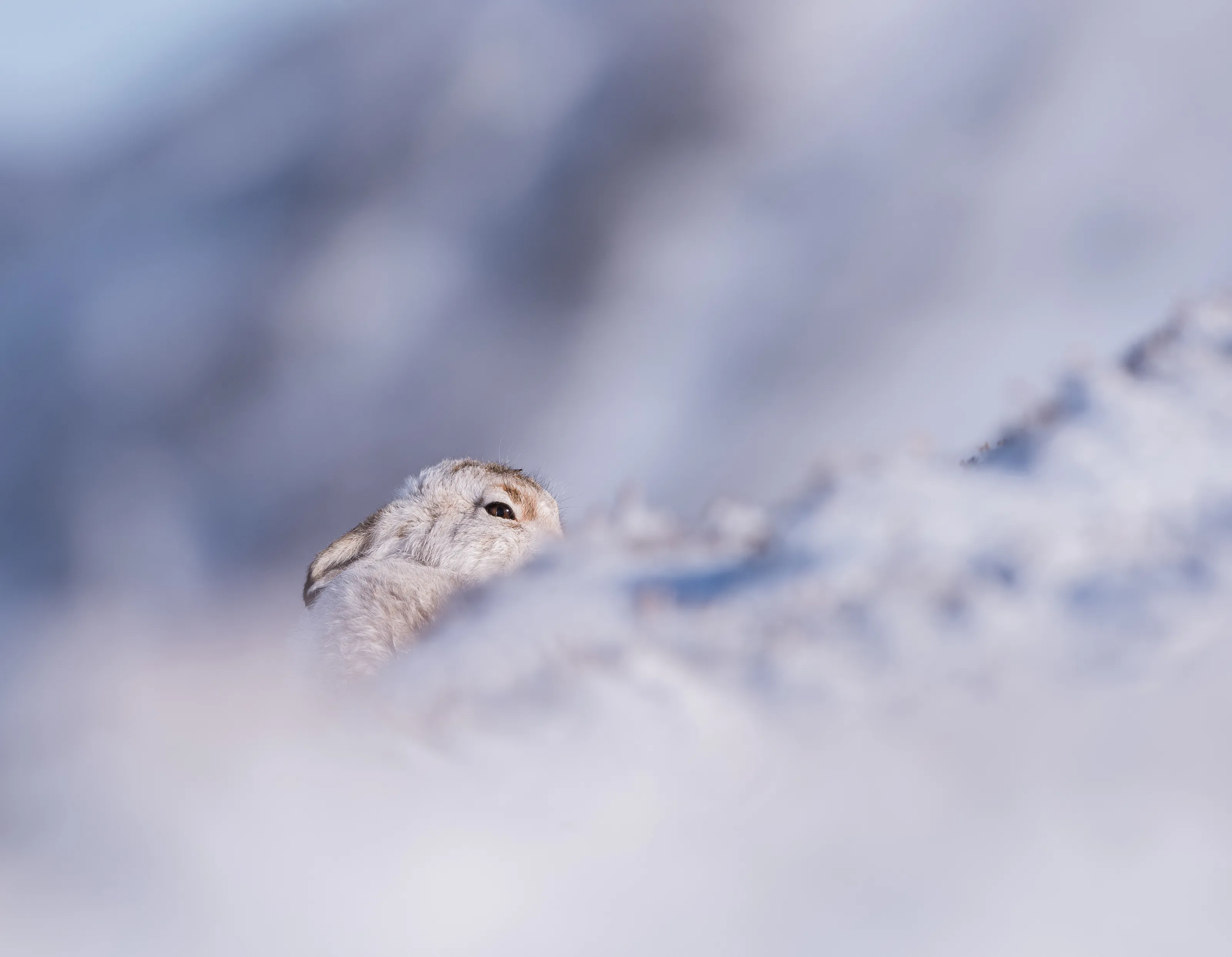 Winter Wildlife