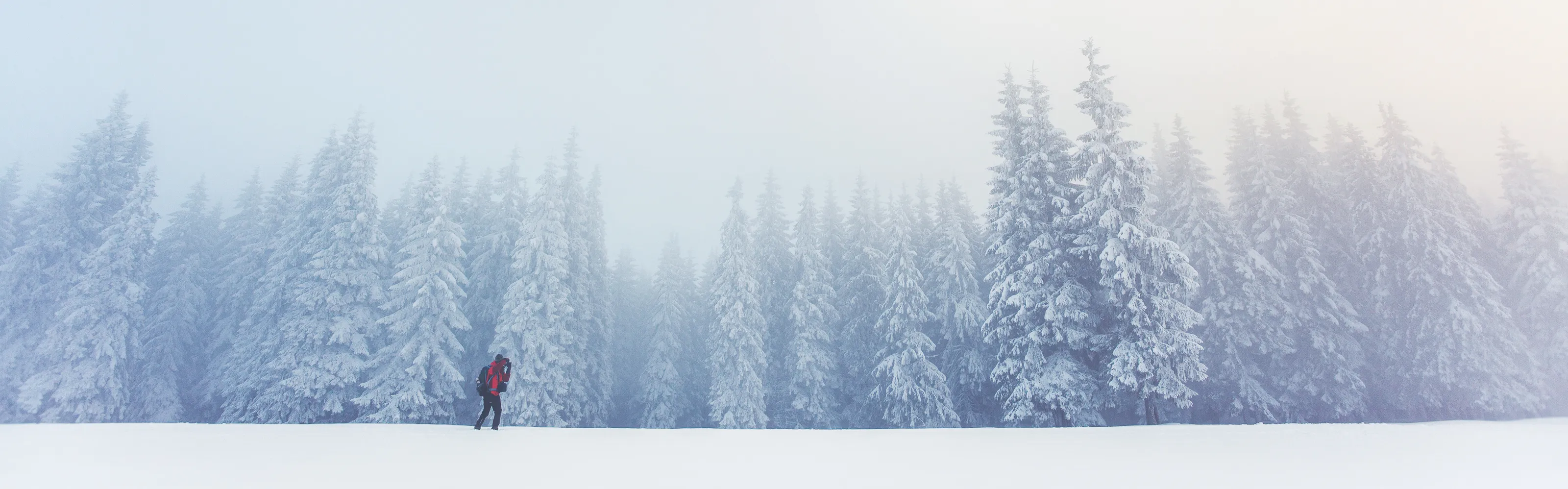 Foggy Forests Covered in Frost