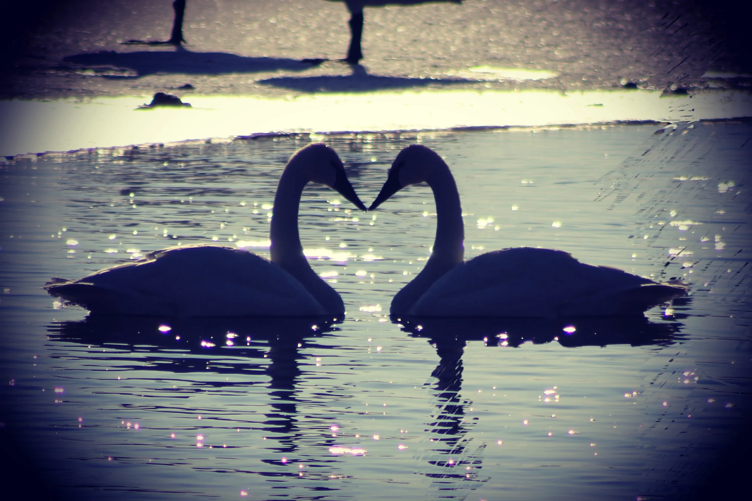 Animals Creating a Heart Shape