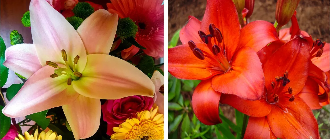 Diptych of Flowers of the Same Species (in colour)
