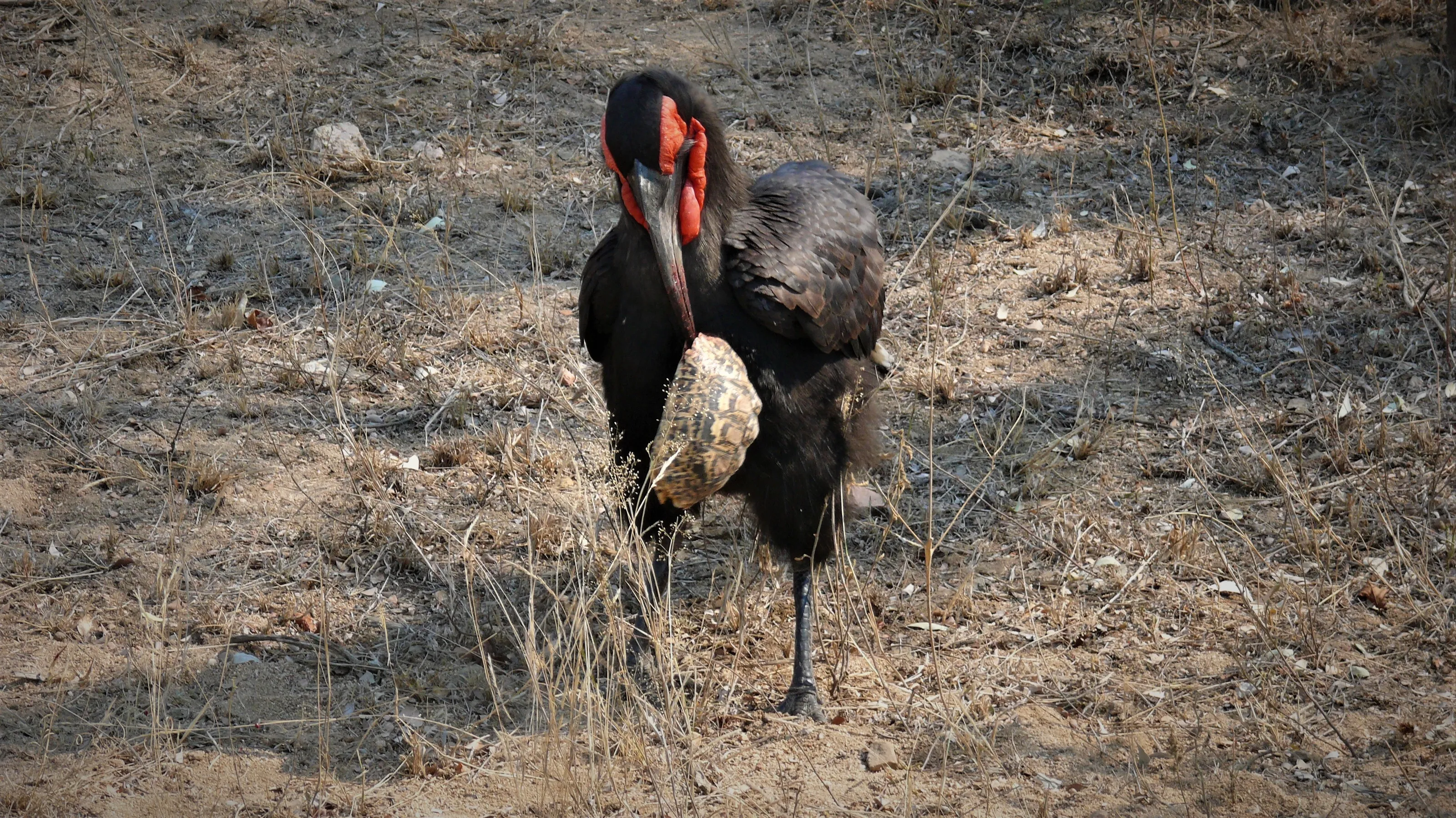 Animals With Their Prey