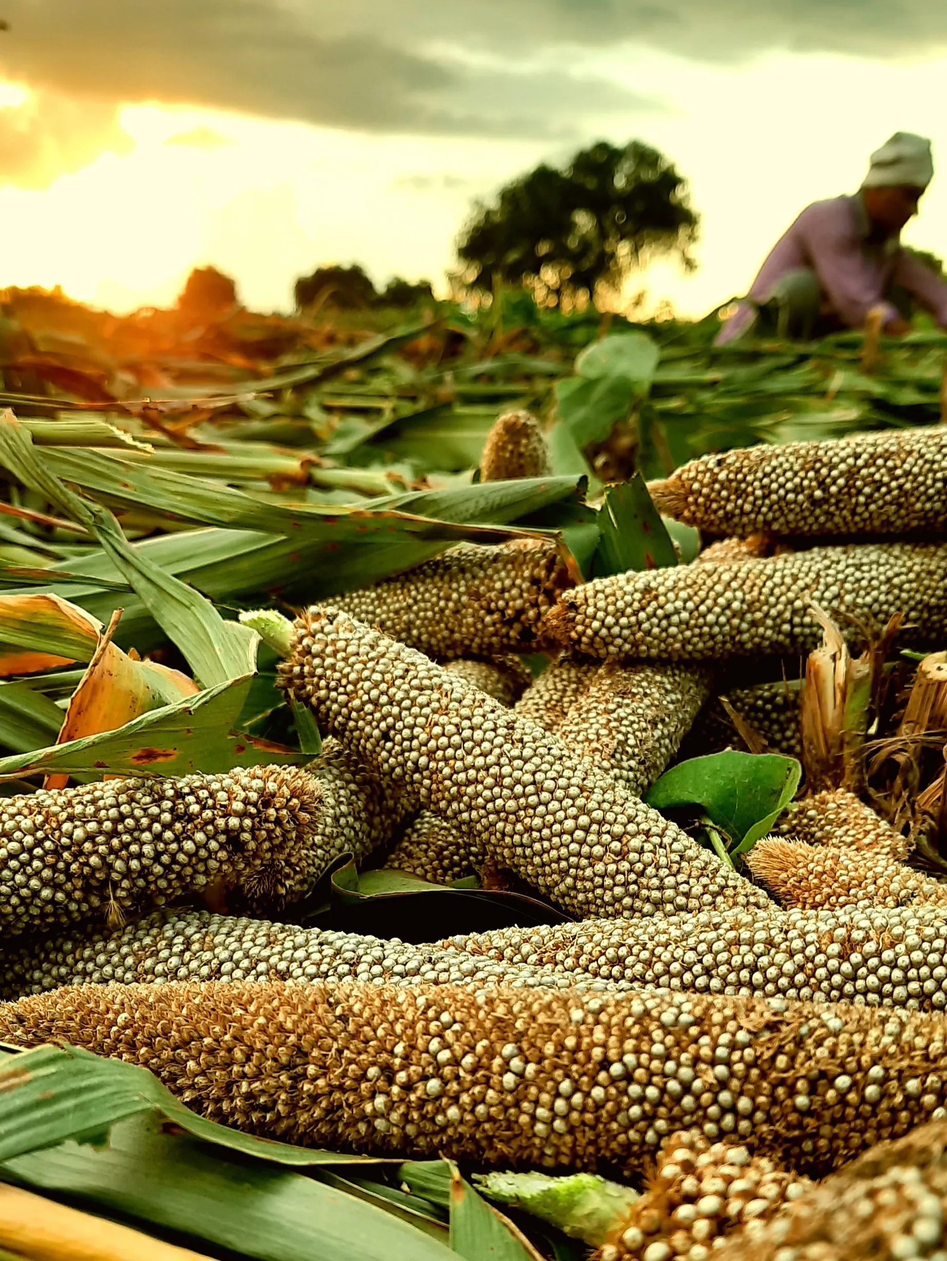 Grain and Cereal Crops