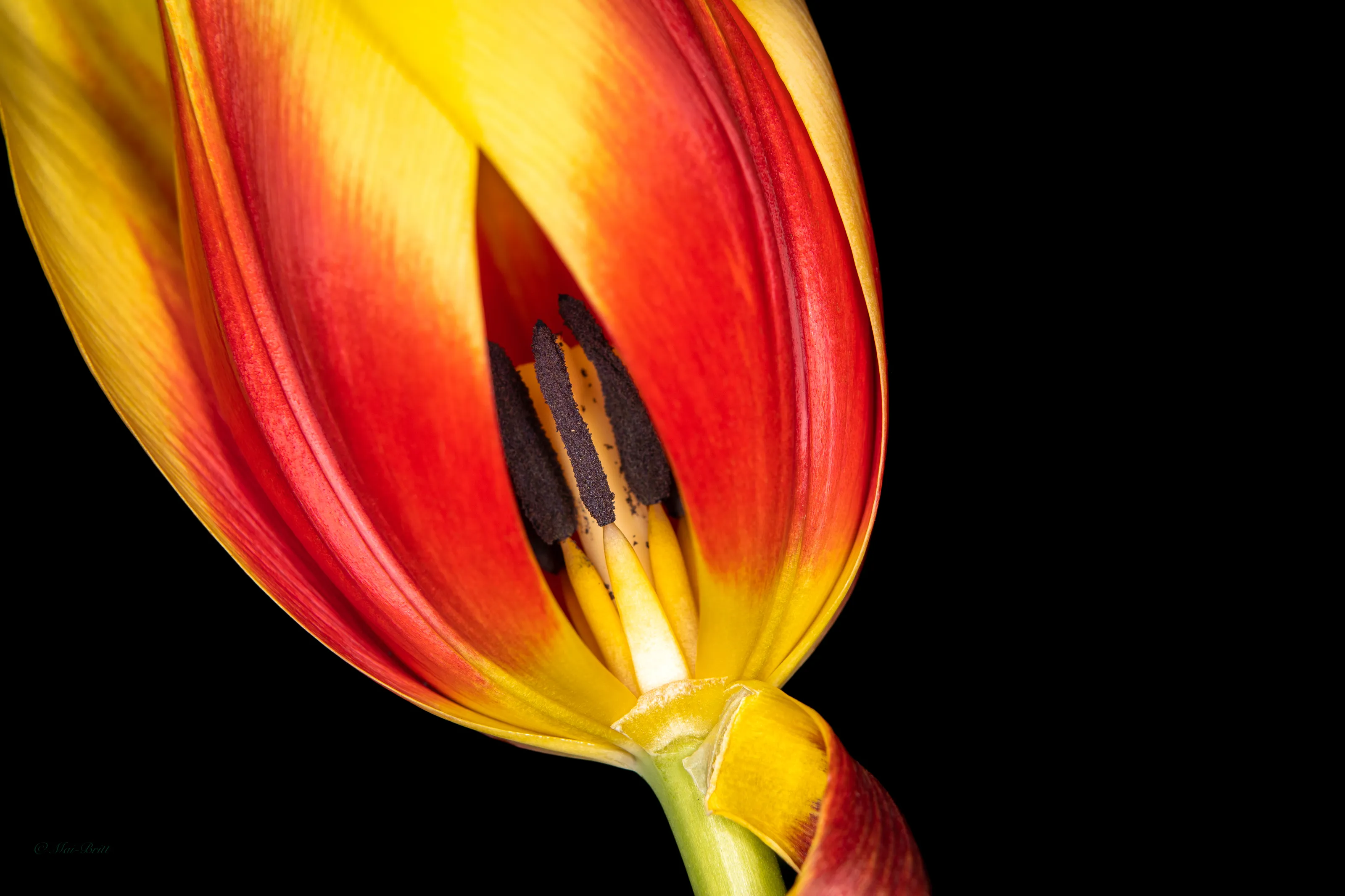 Two-Coloured Flowers