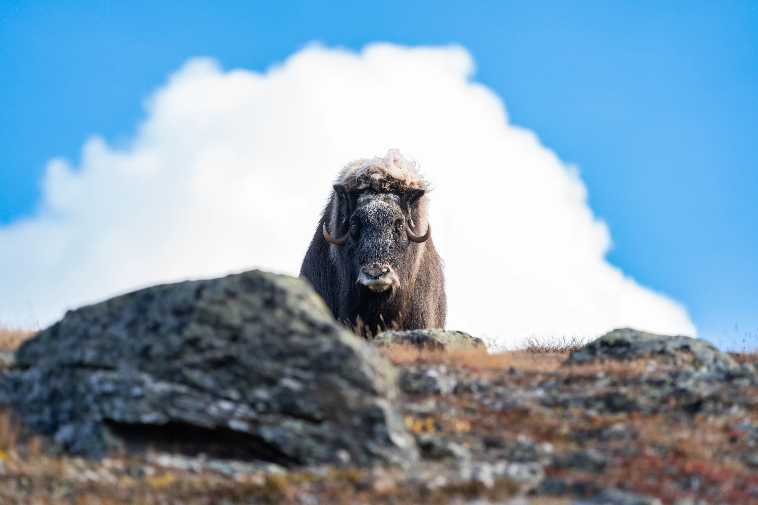 Arctic Animals in the Wild