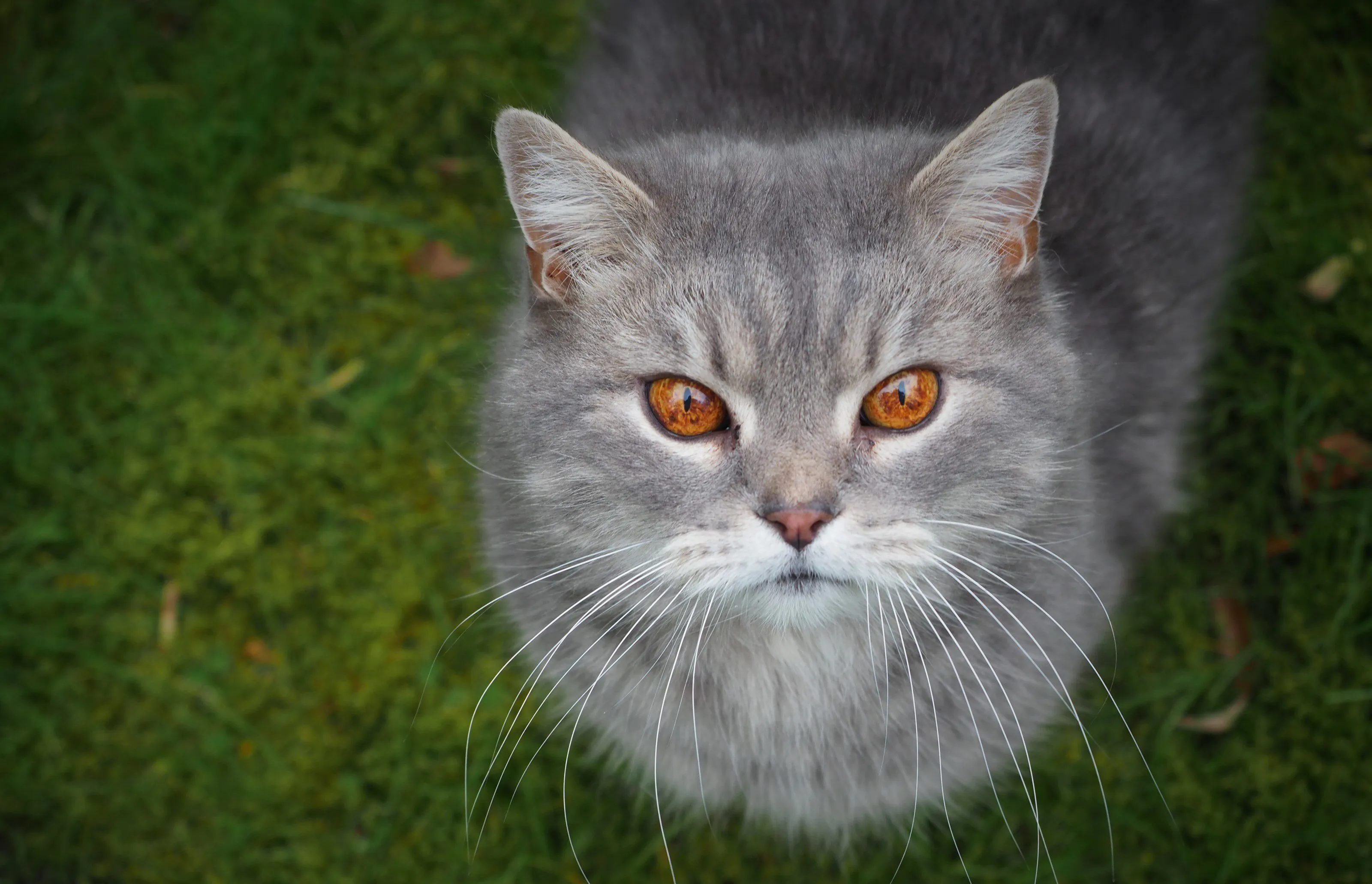 Solo Pet Portraits
