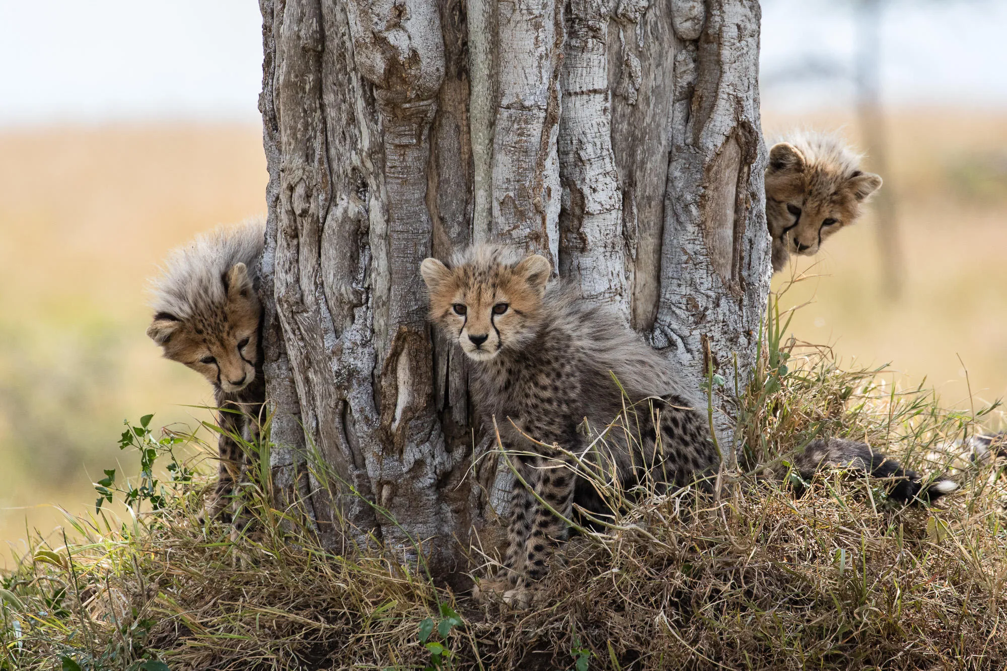 Young Animals