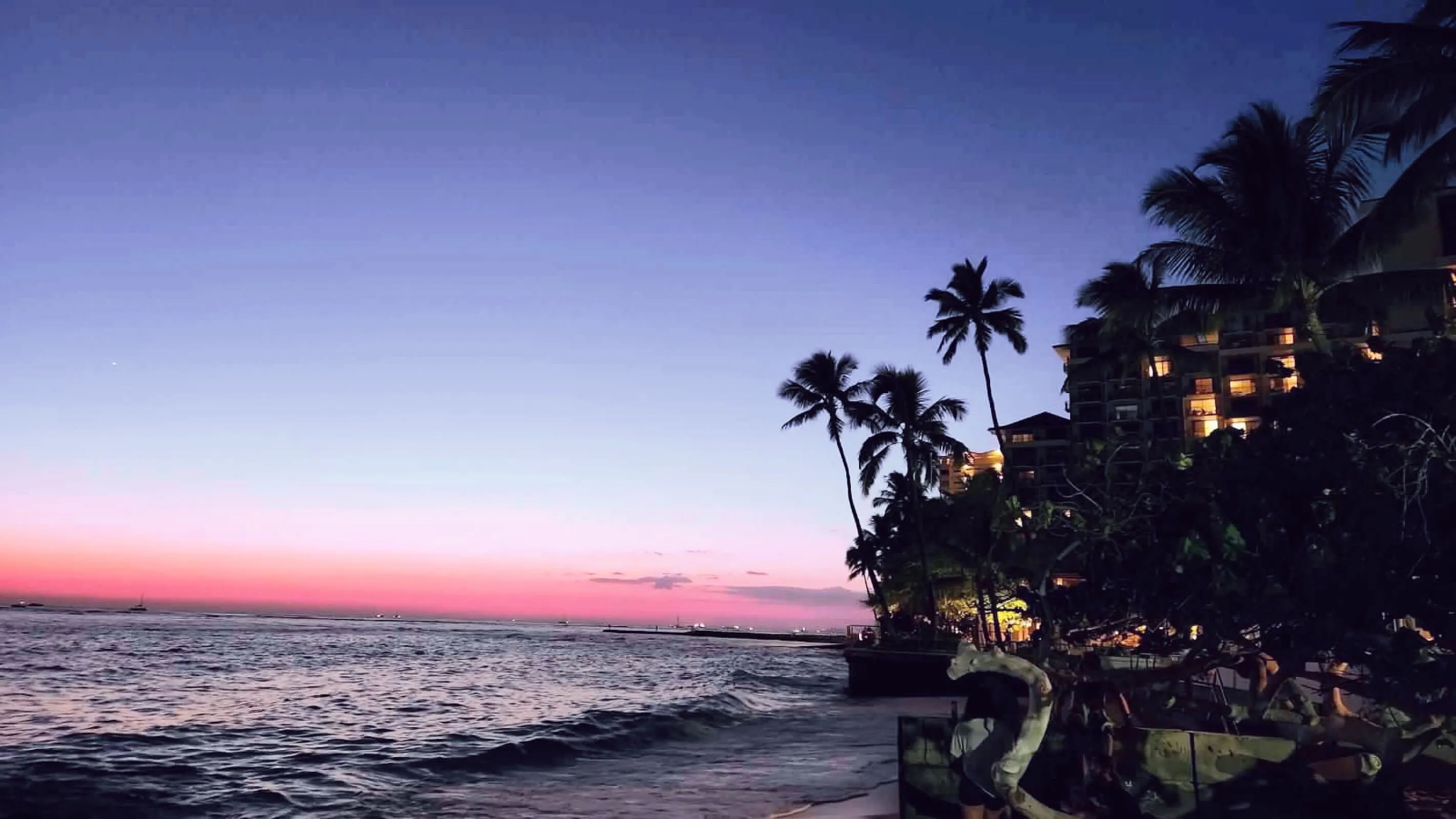 Palm Trees in Silhouette
