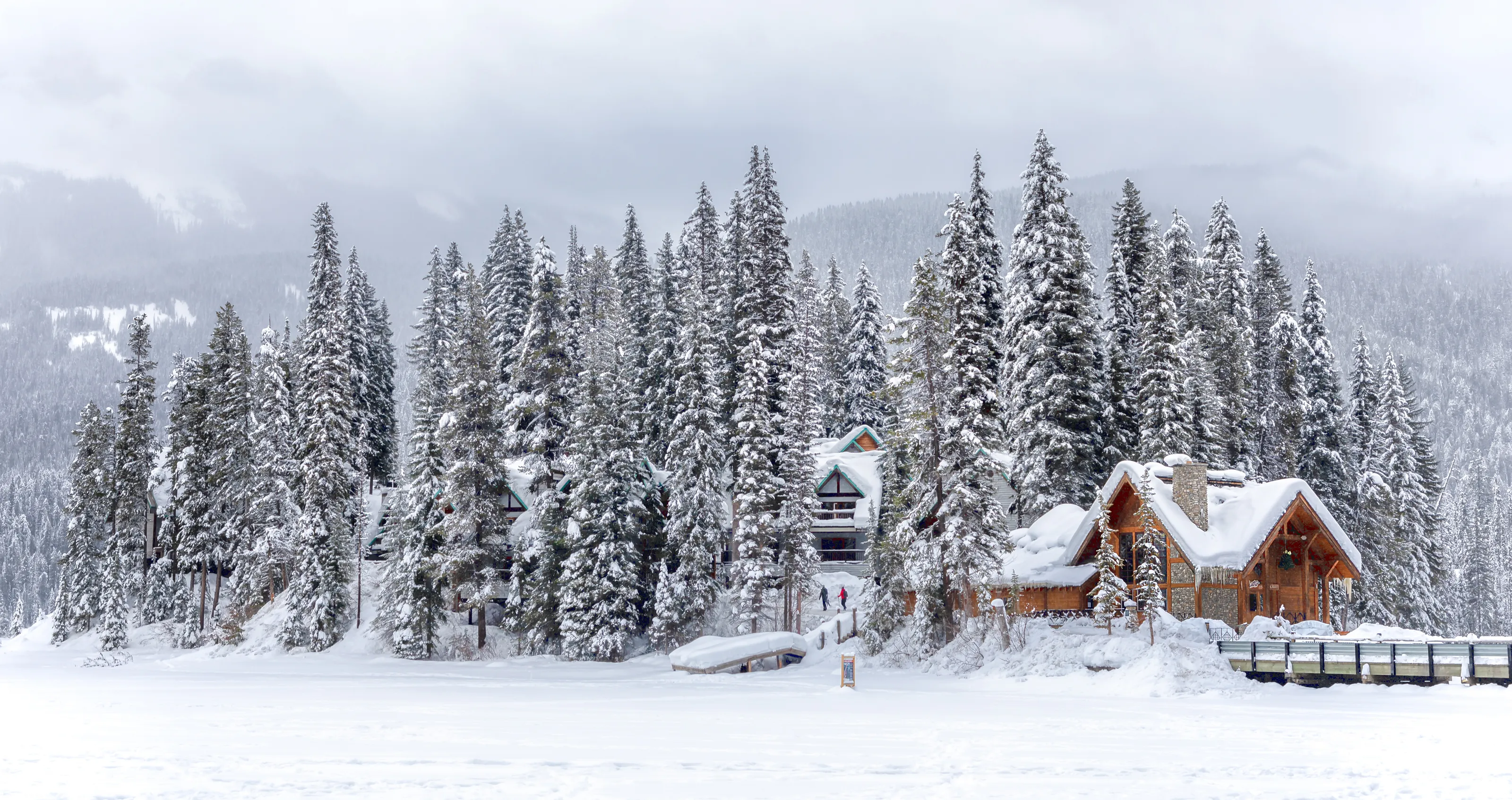 Conifers Covered with Snow