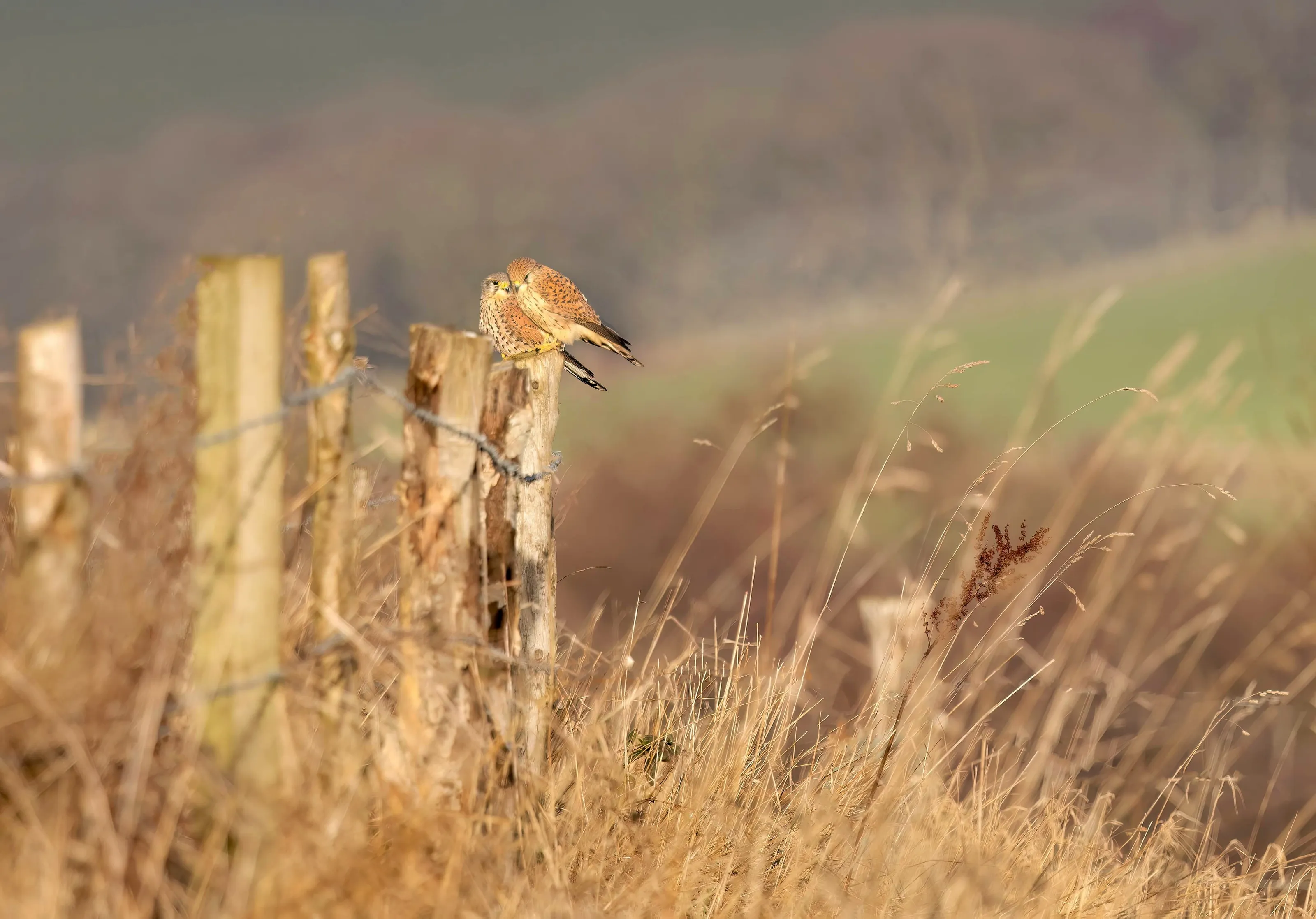 Birds in the Landscape