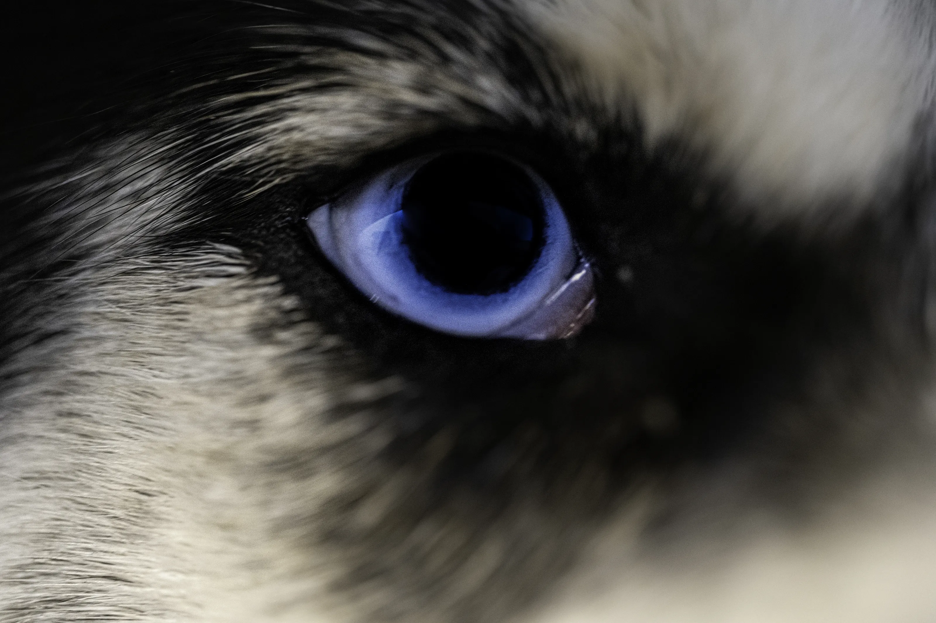 Eyes