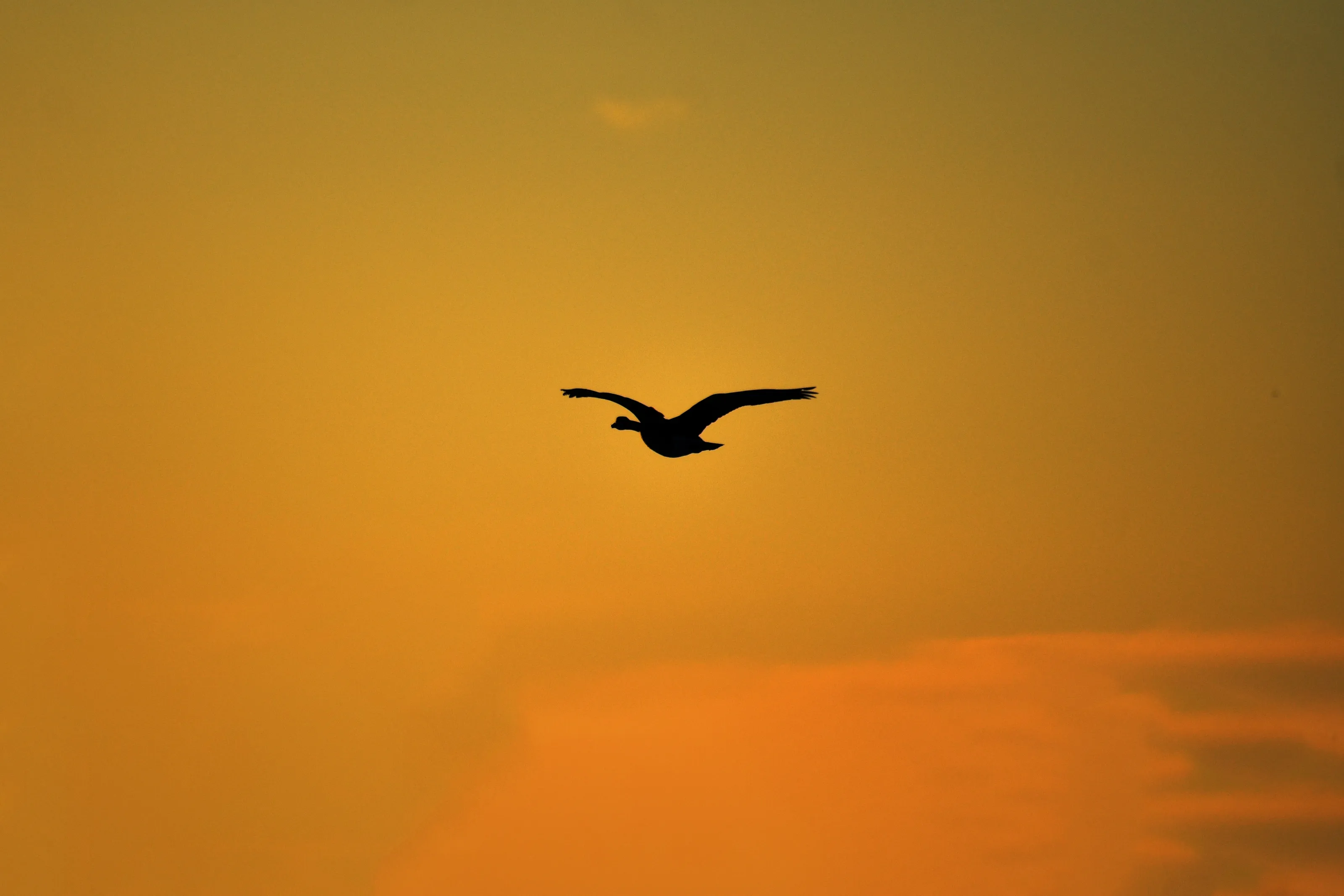 Silhouettes of Birds (in colour)