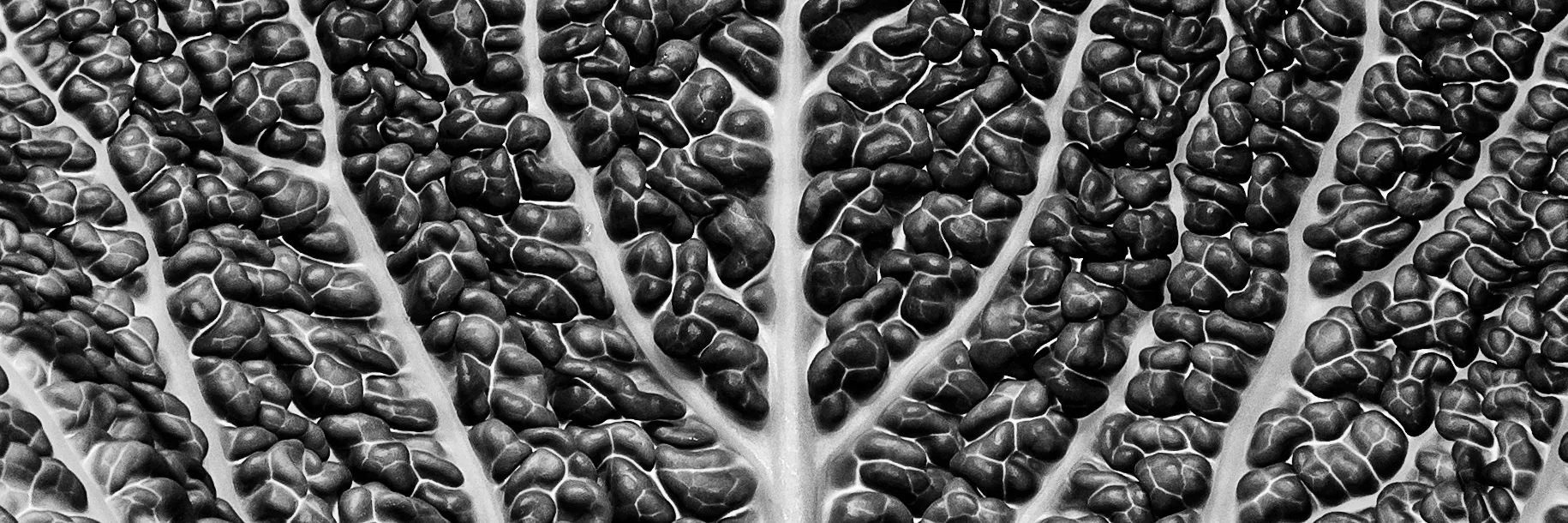 Textures in Black and White