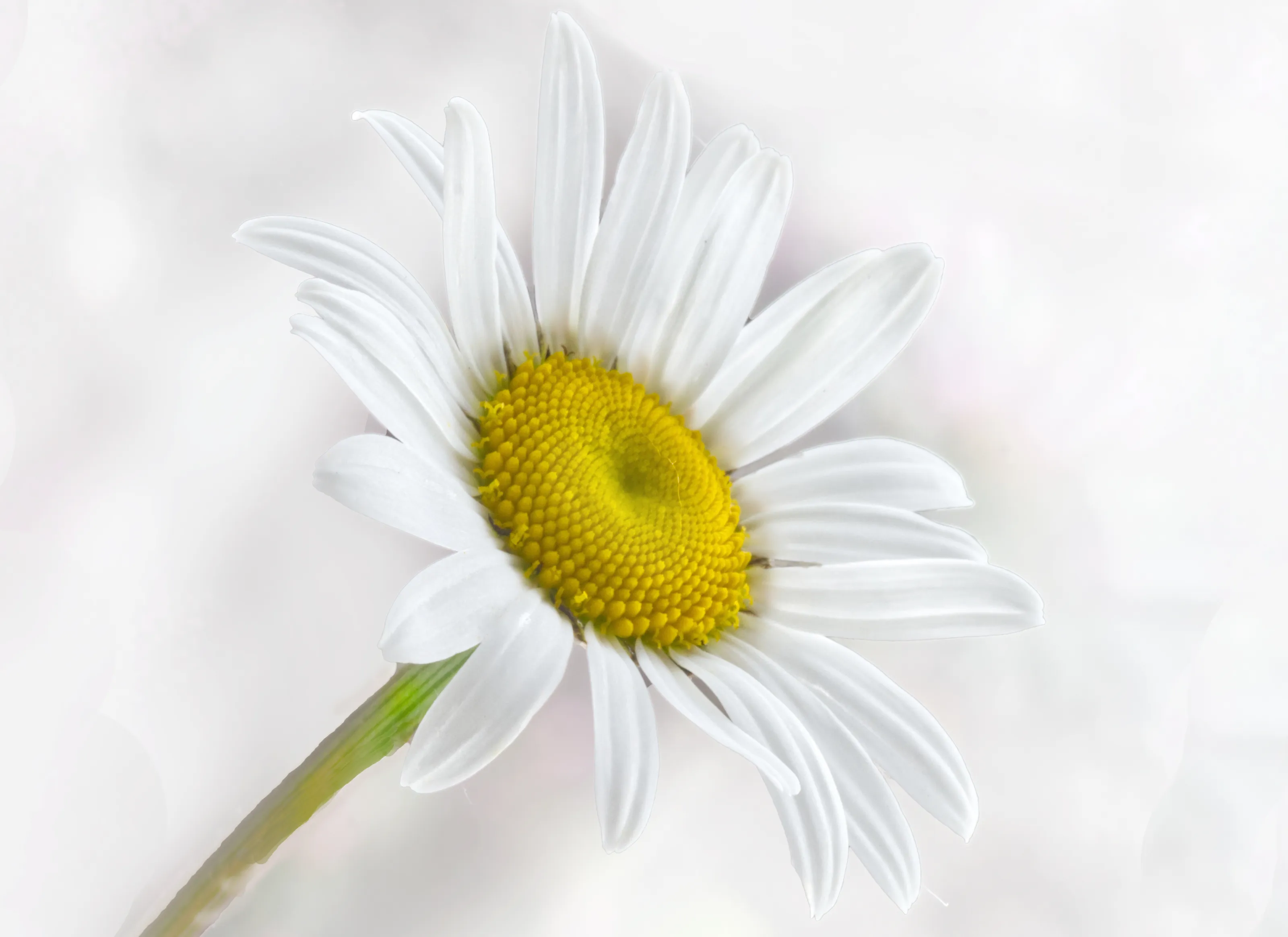 Flowers in High Key