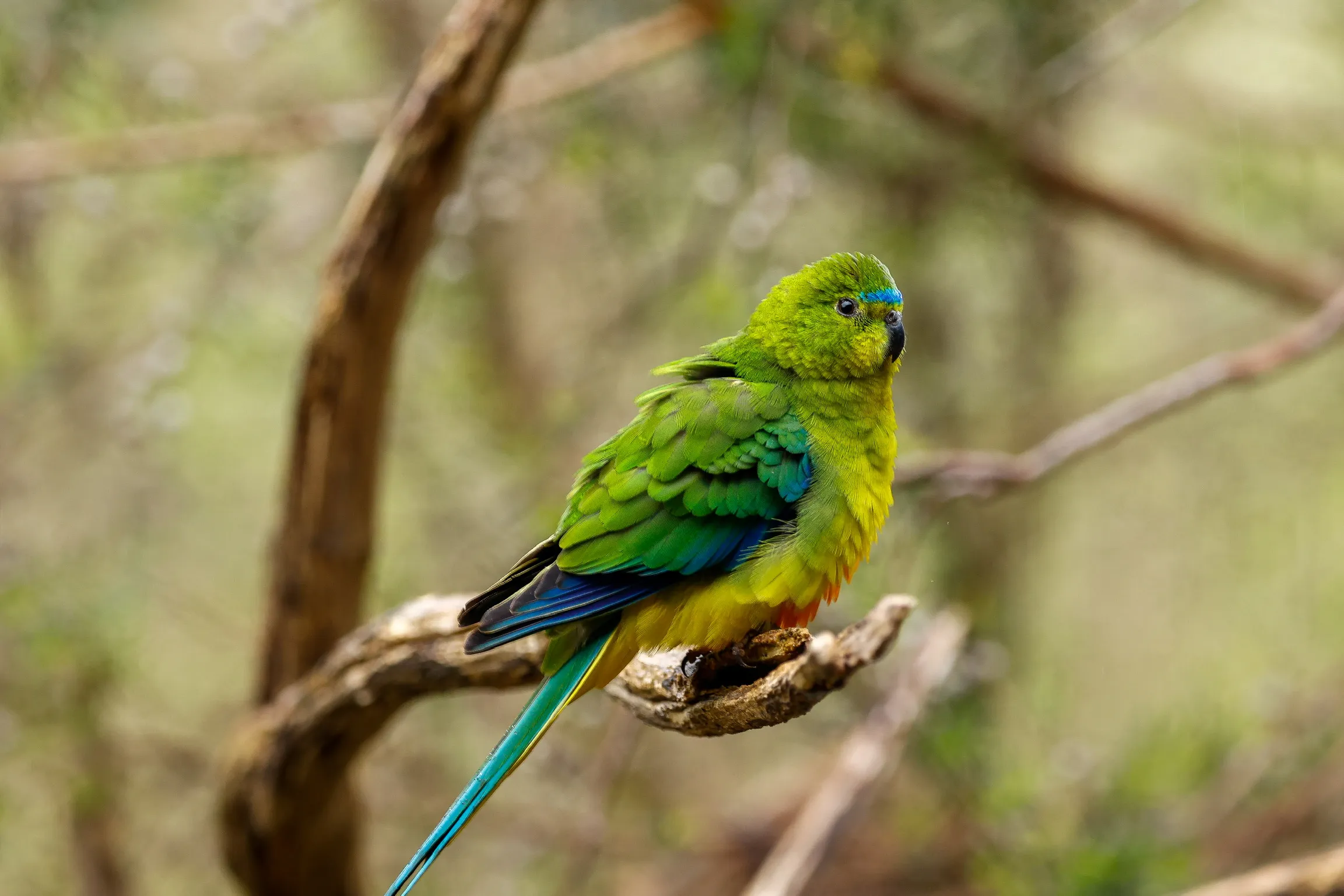Endangered Australian Species