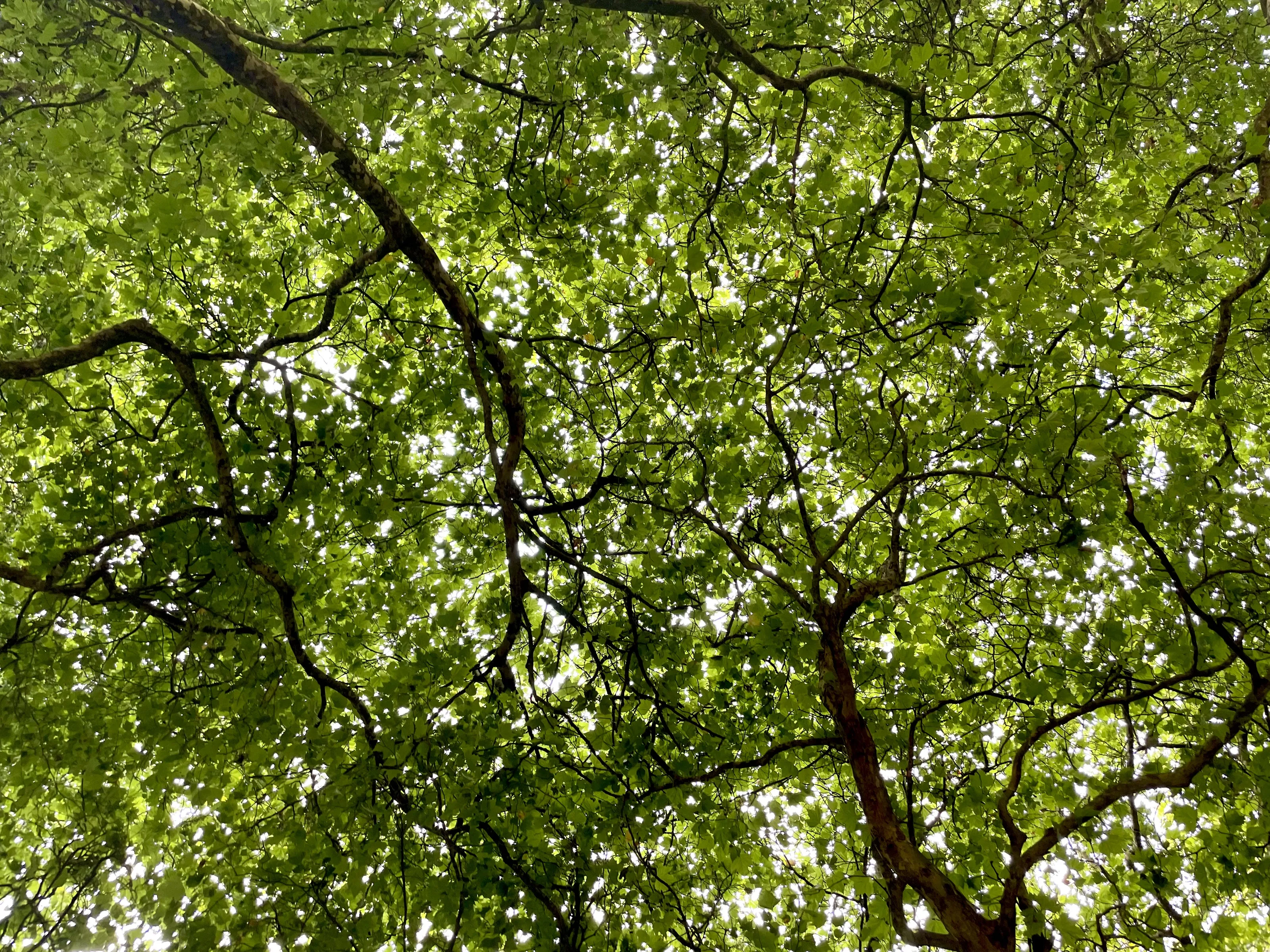 Under A Canopy