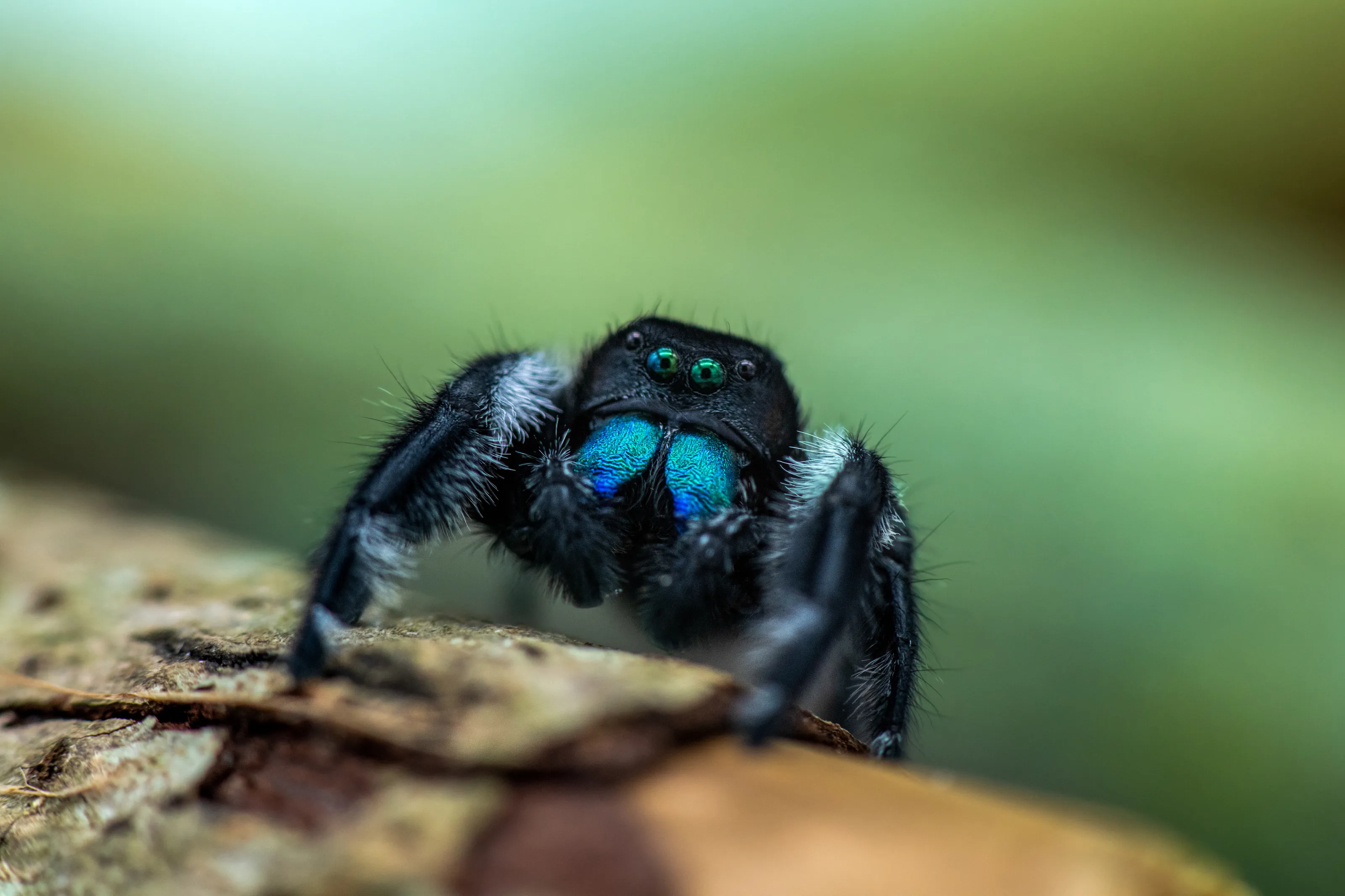 The Beauty of Macro