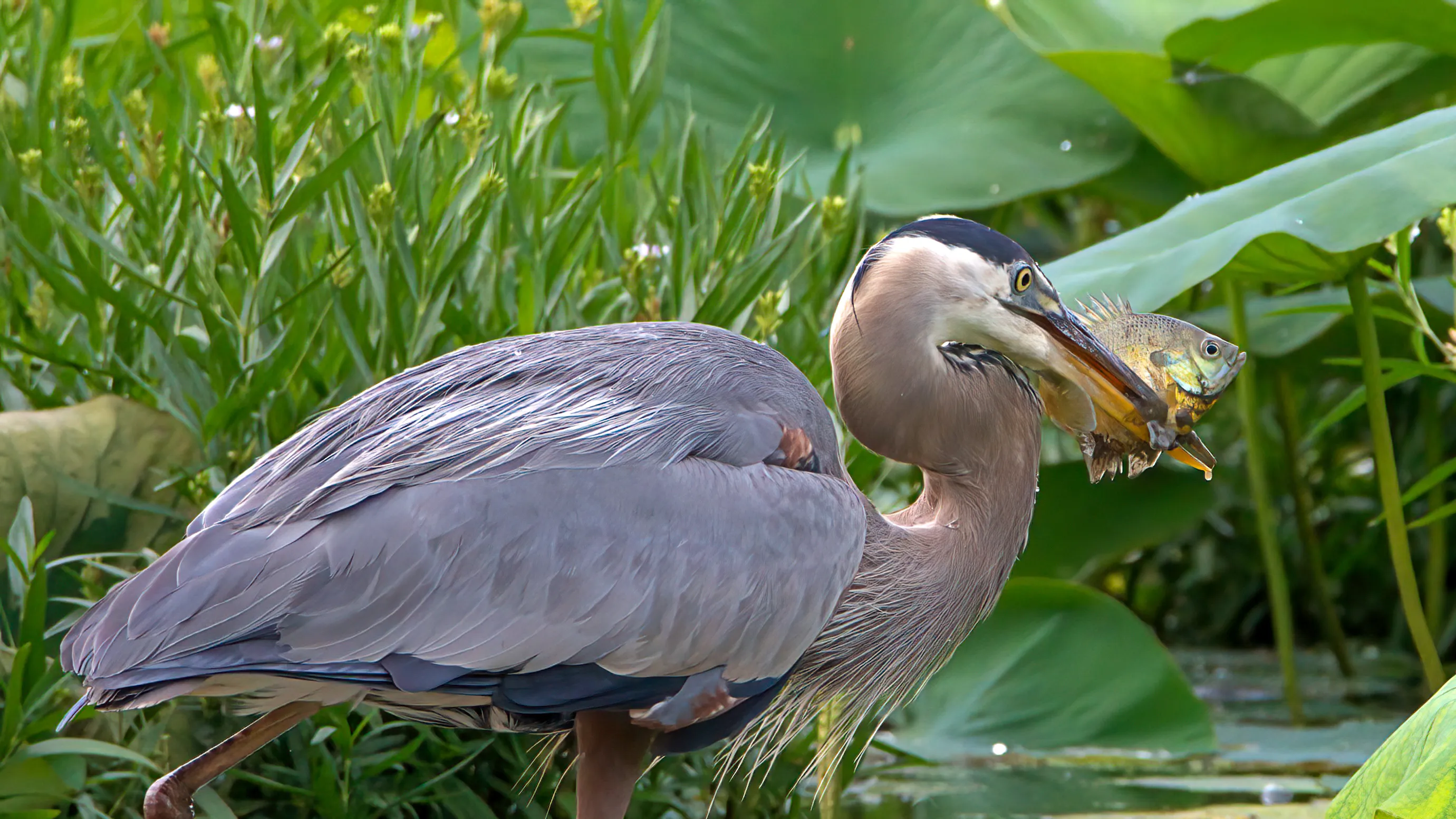 Birds with Fish