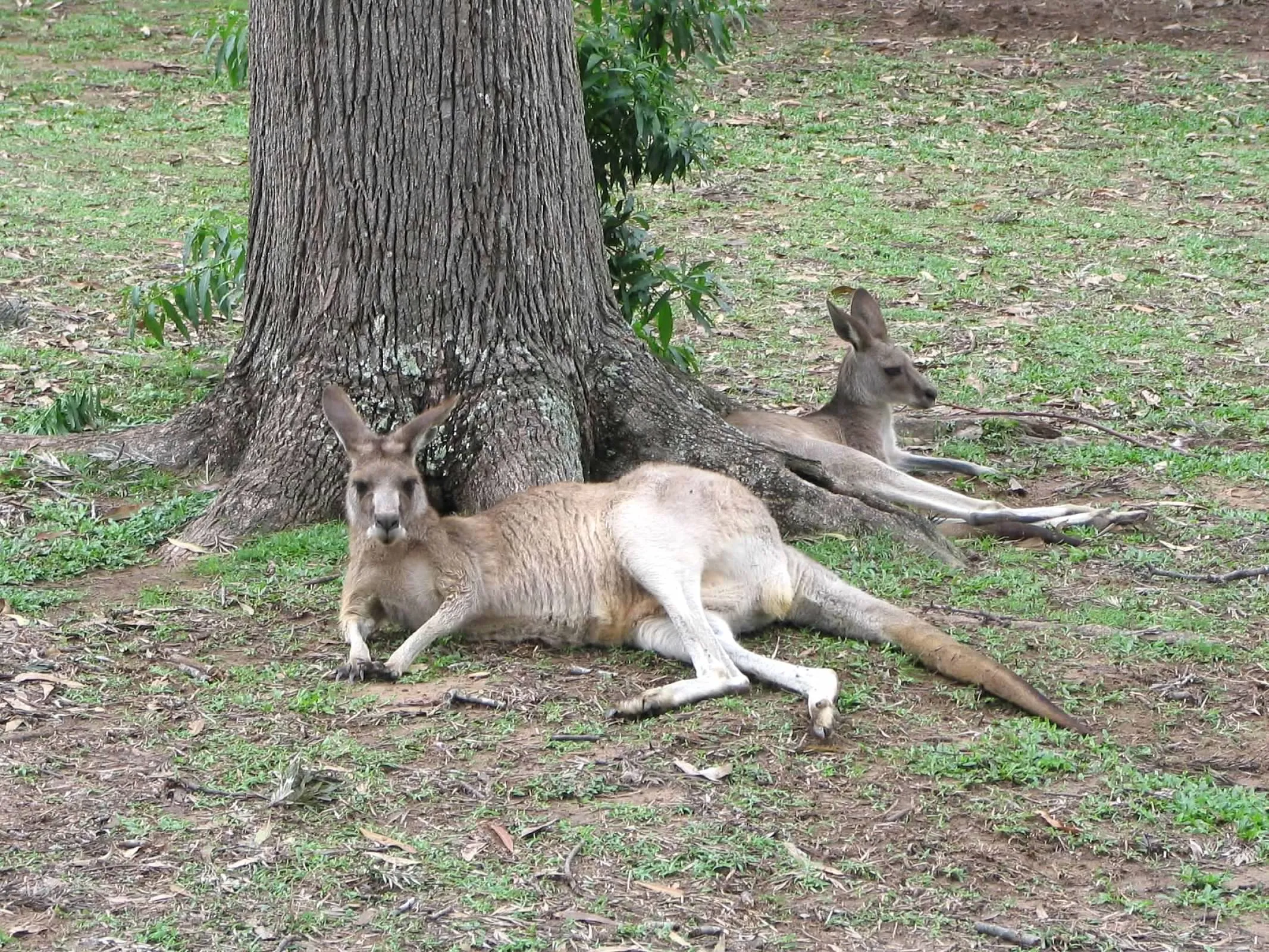 Kangaroos