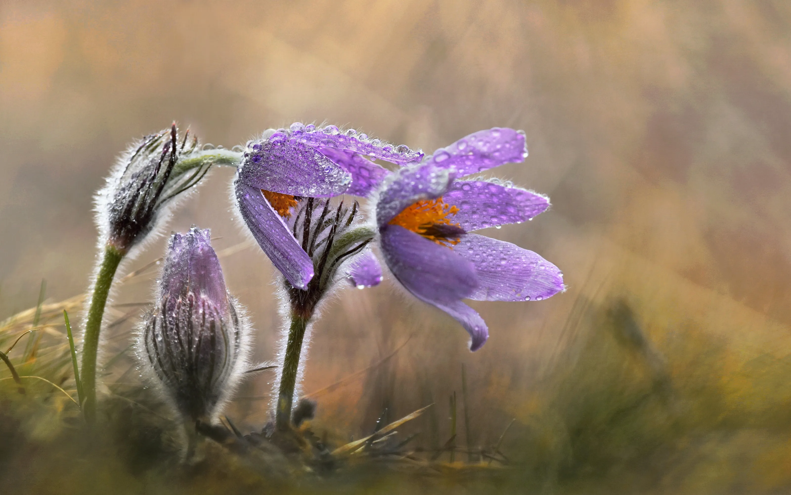 Spring Colour