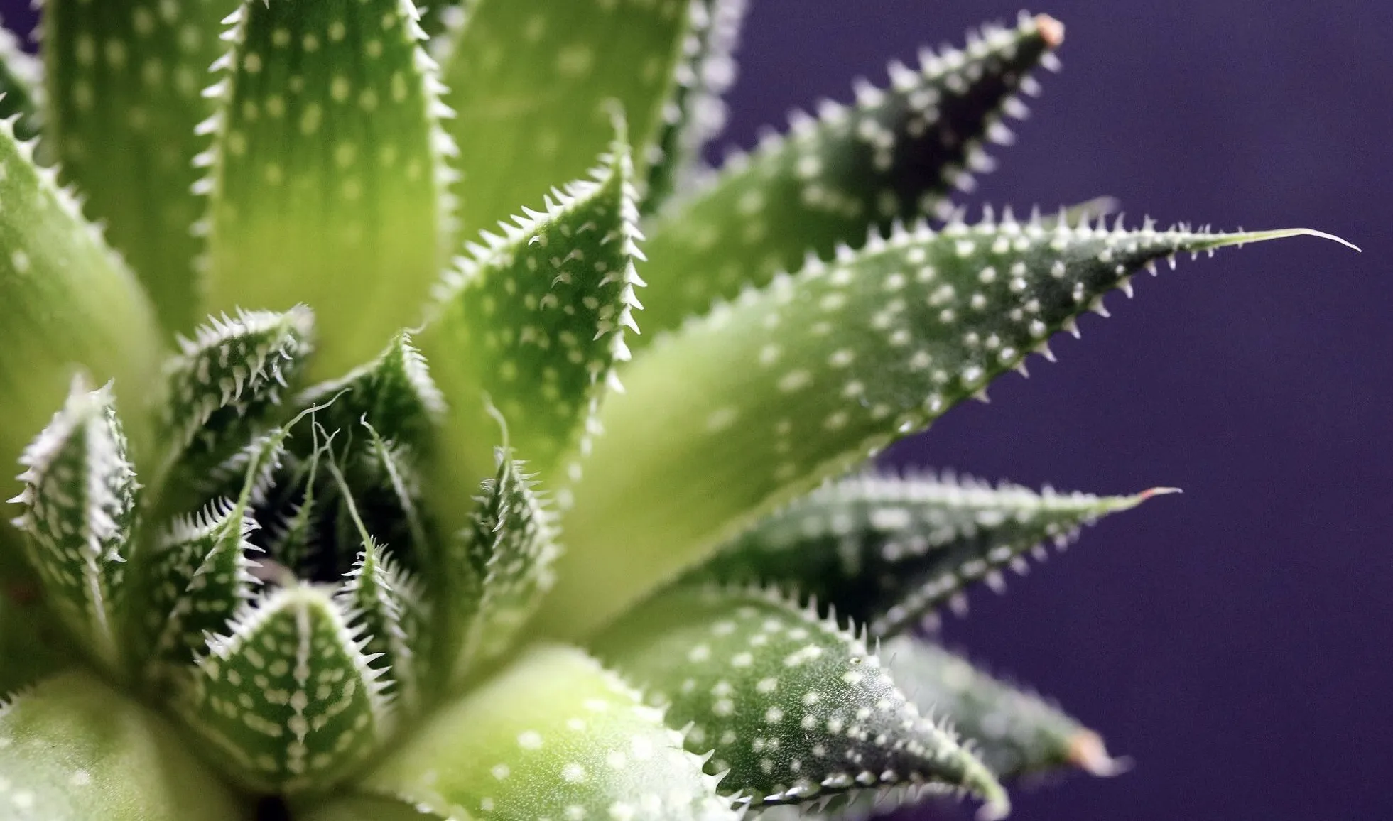 Macro Detail