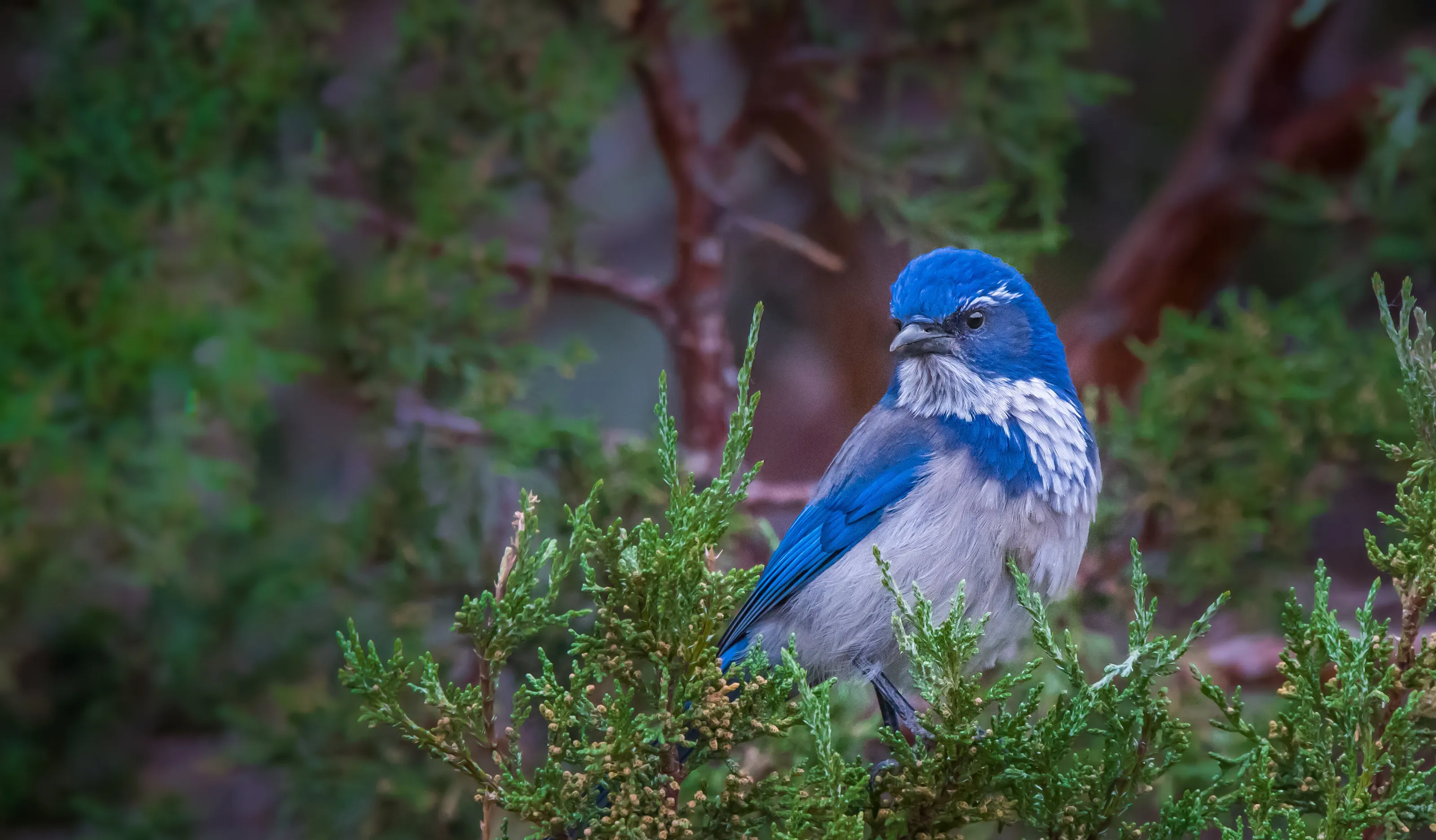 Colourful wildlife