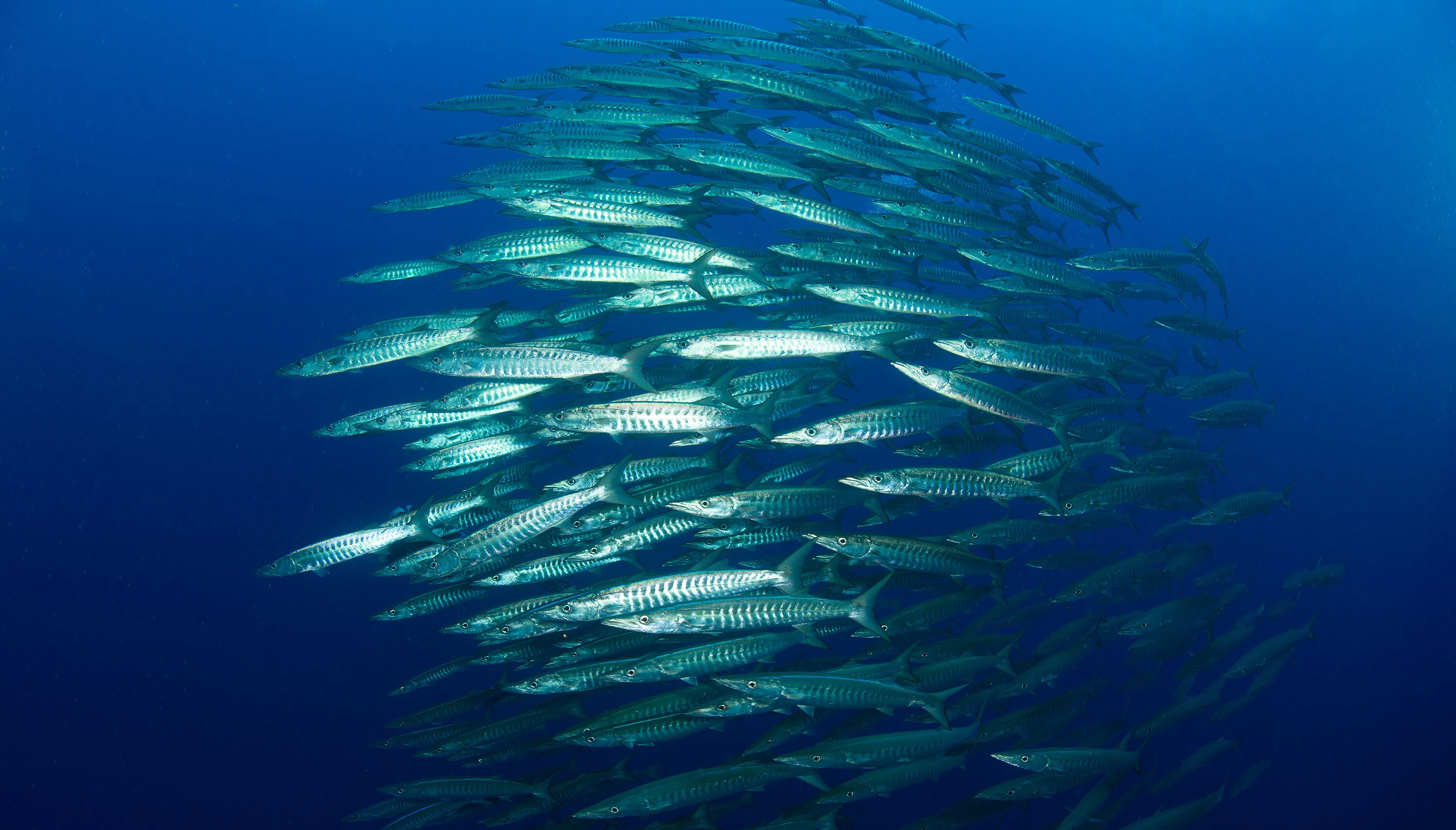 Marine Life