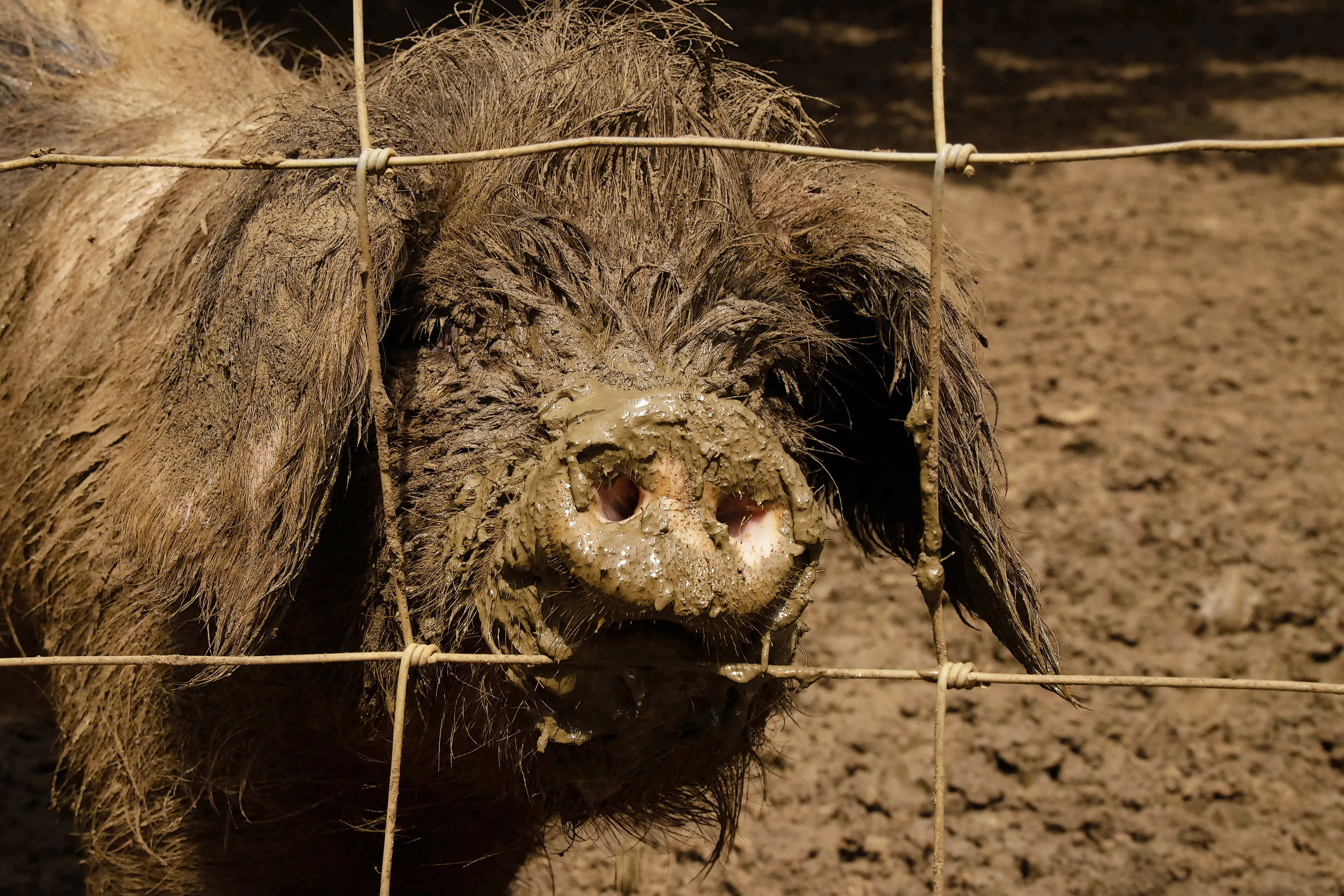 Snouts