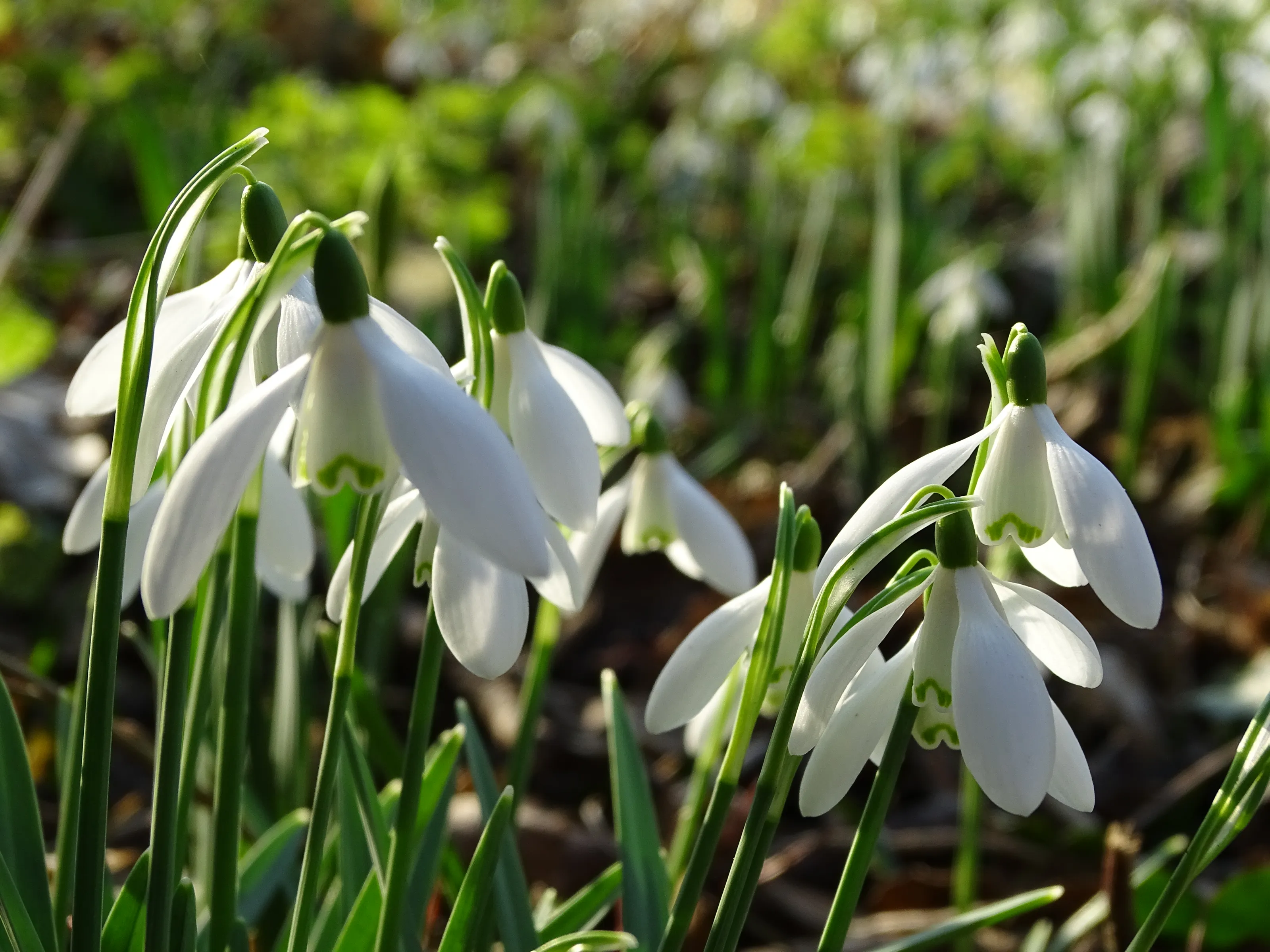 Snowdrops (in colour)