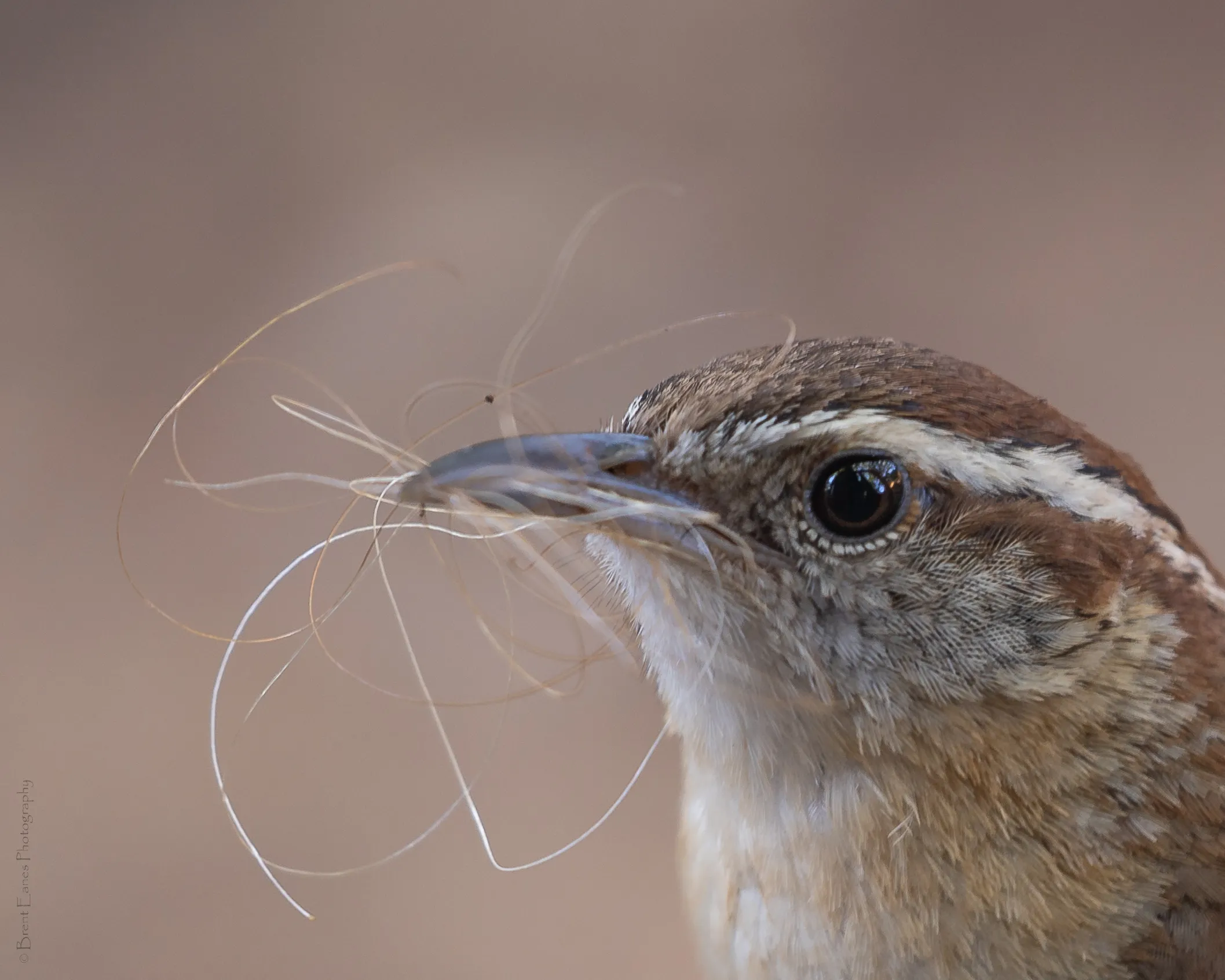 Birds Building Nests