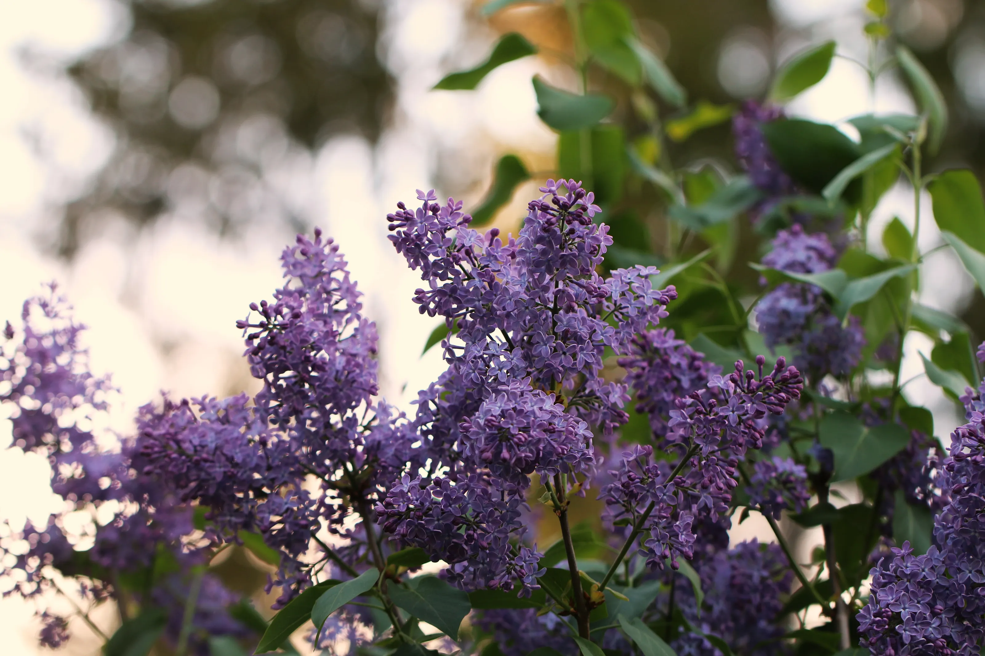 Flowers of the Lilac Plant