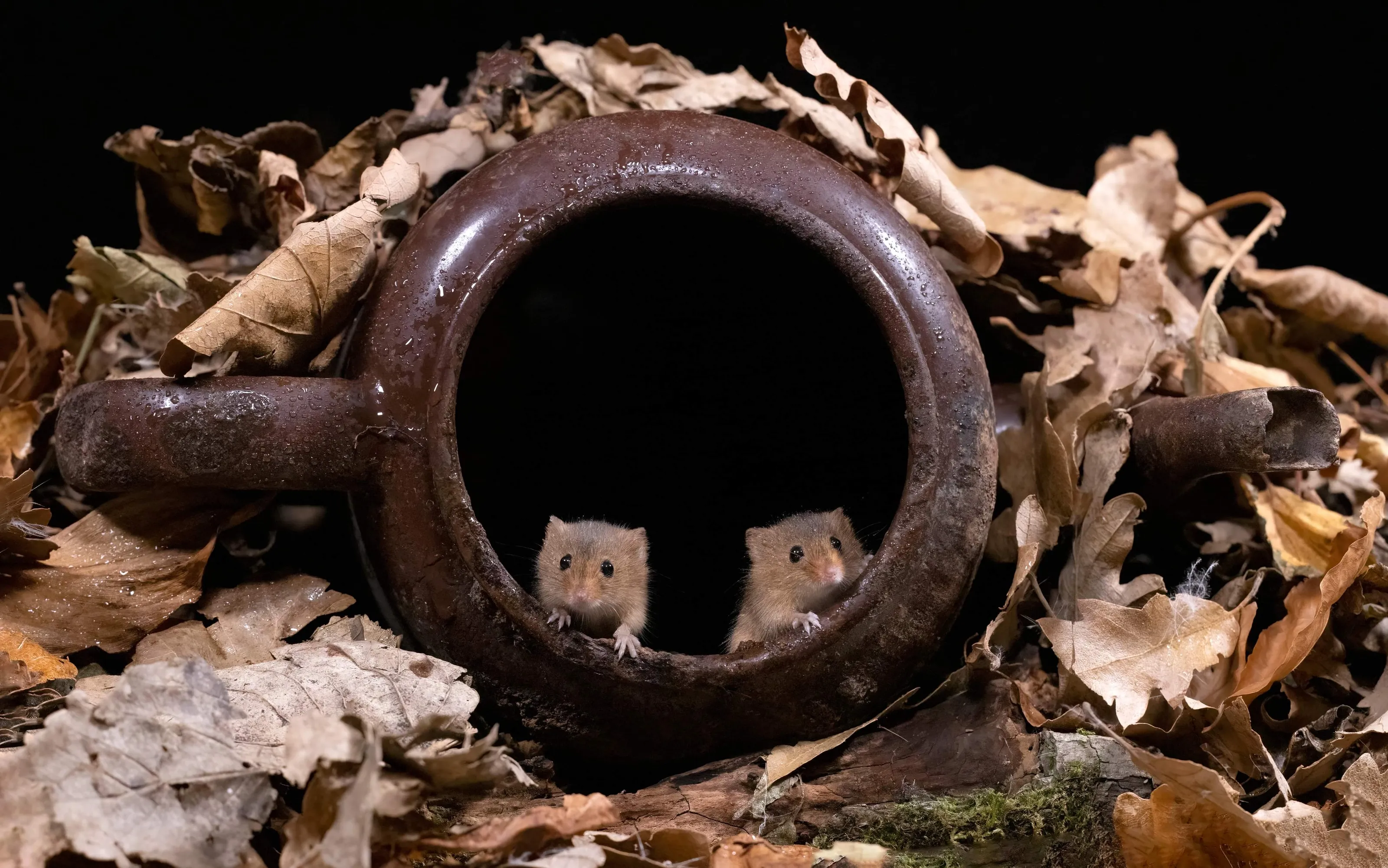 Harvest Mice
