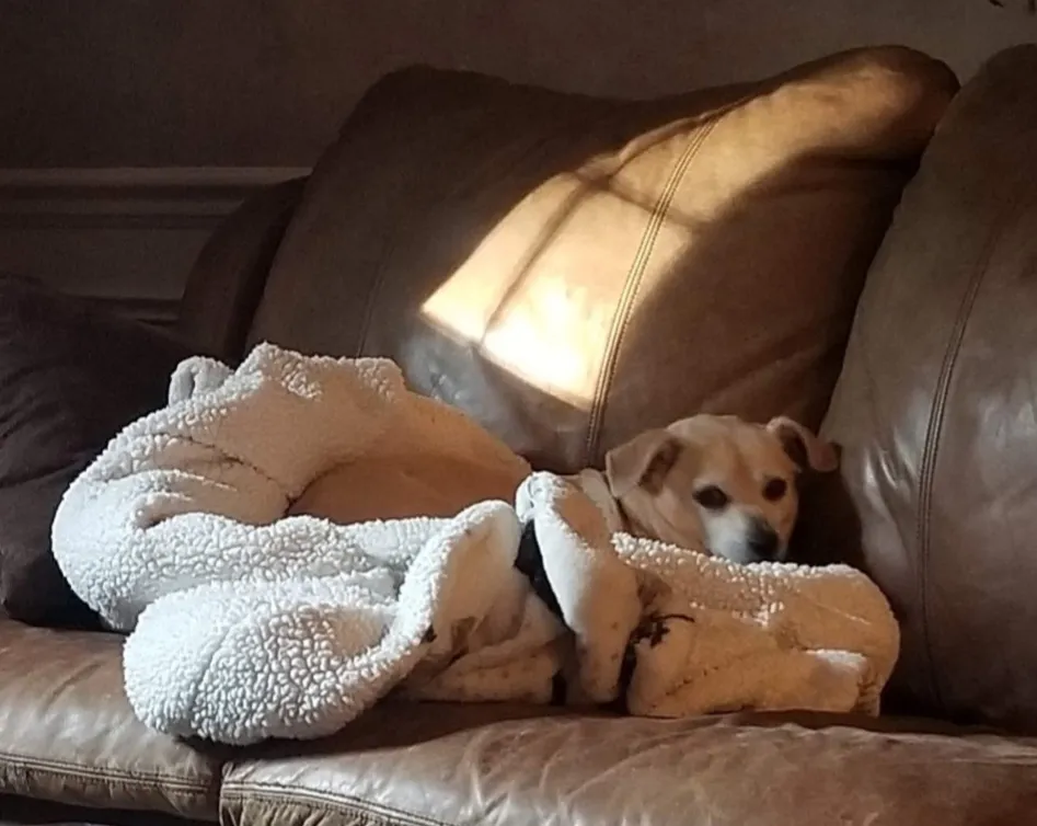 Cosy People and Animals in Blankets and Throws