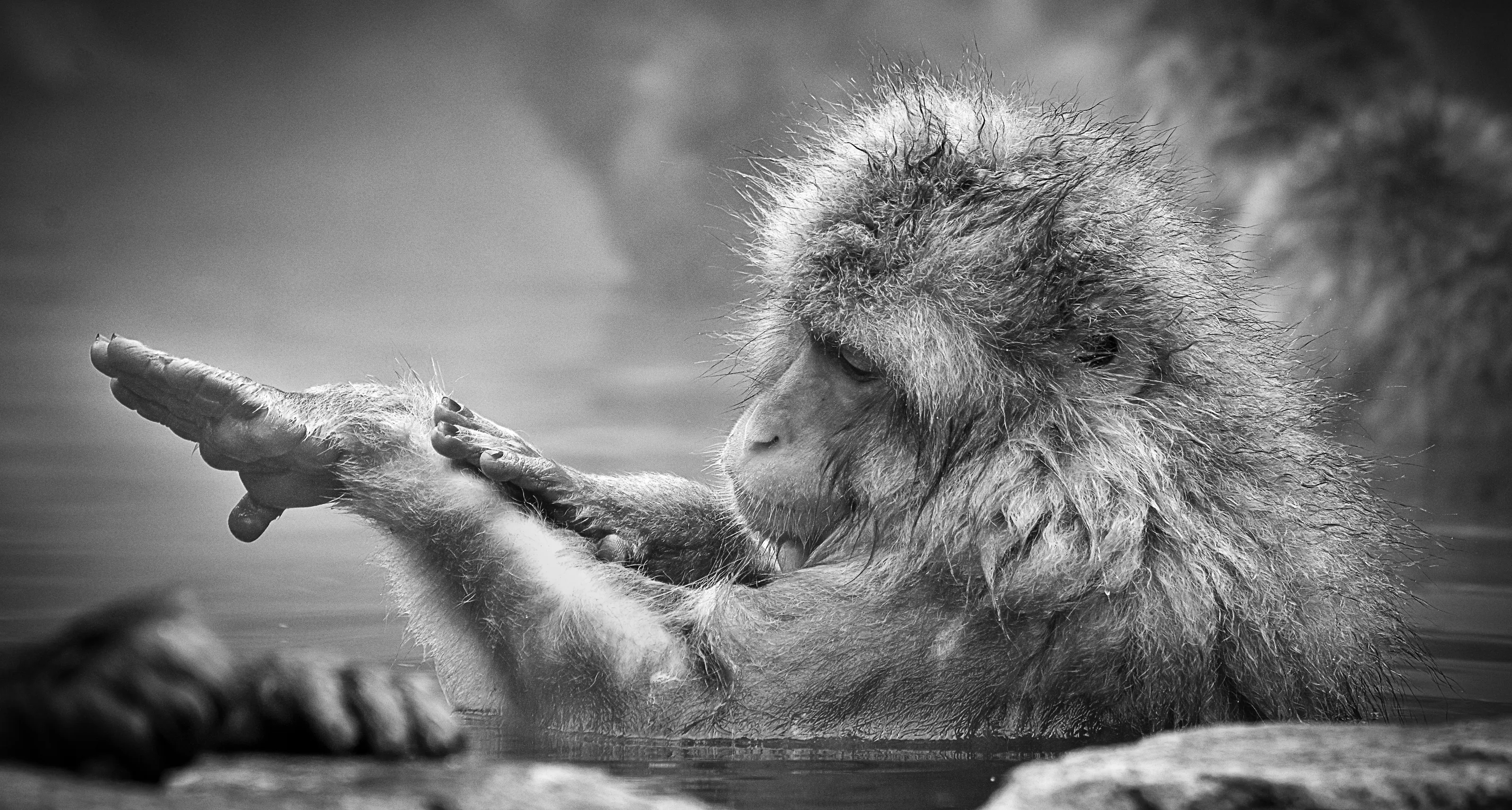 Primates in the Wild (no humans)