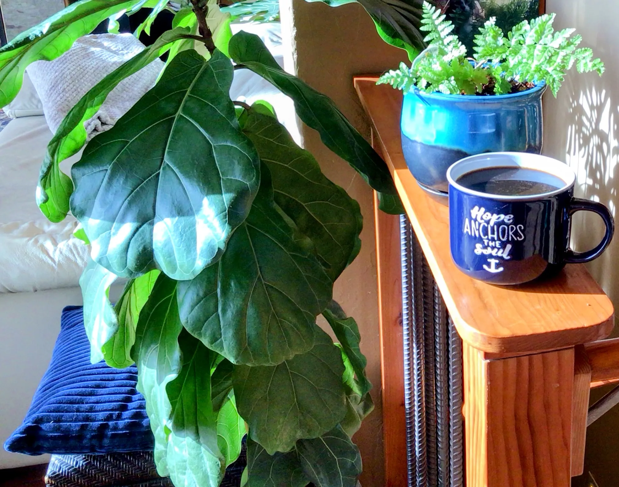 Houseplants in Indoor Home Settings