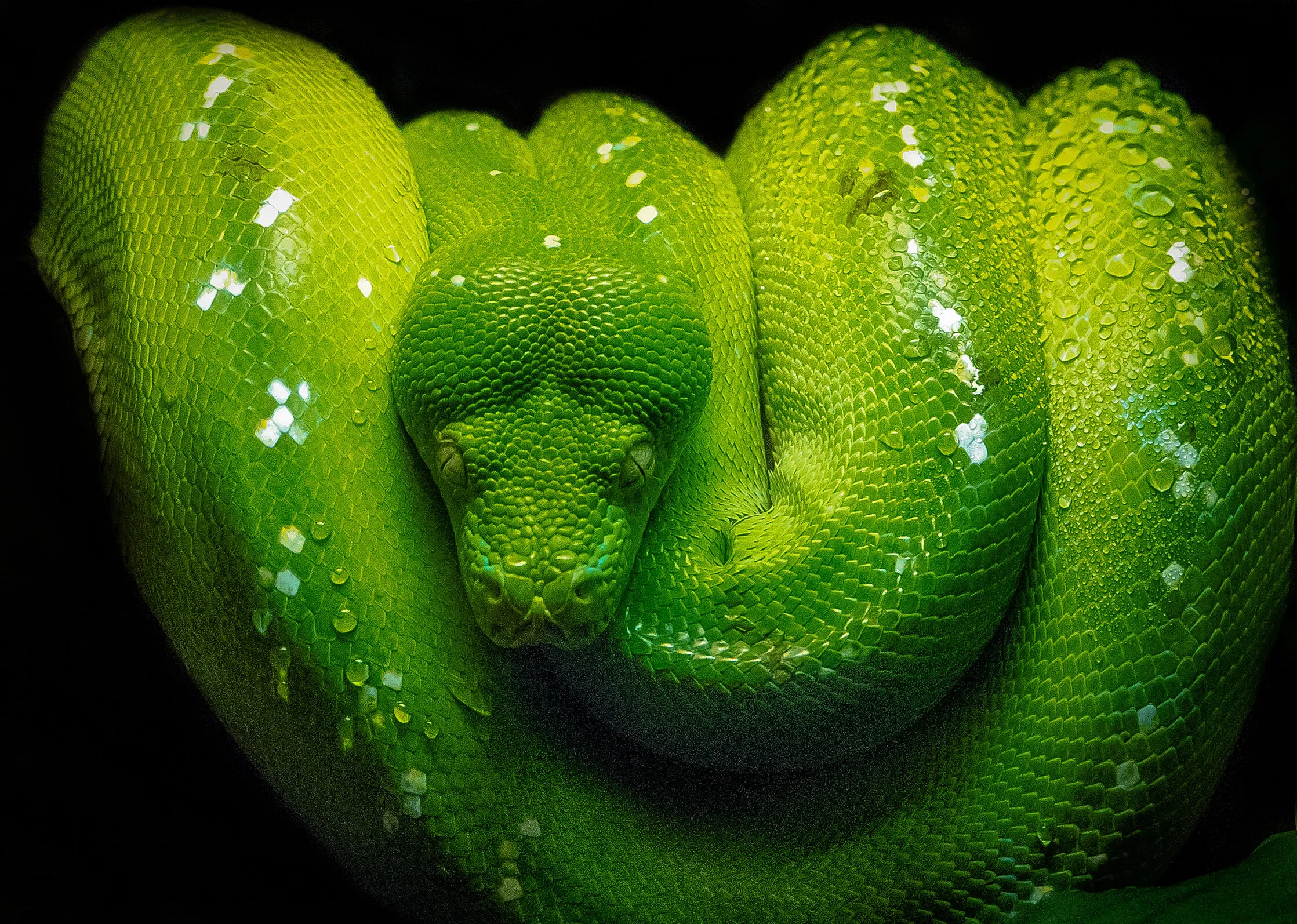 Green in Nature
