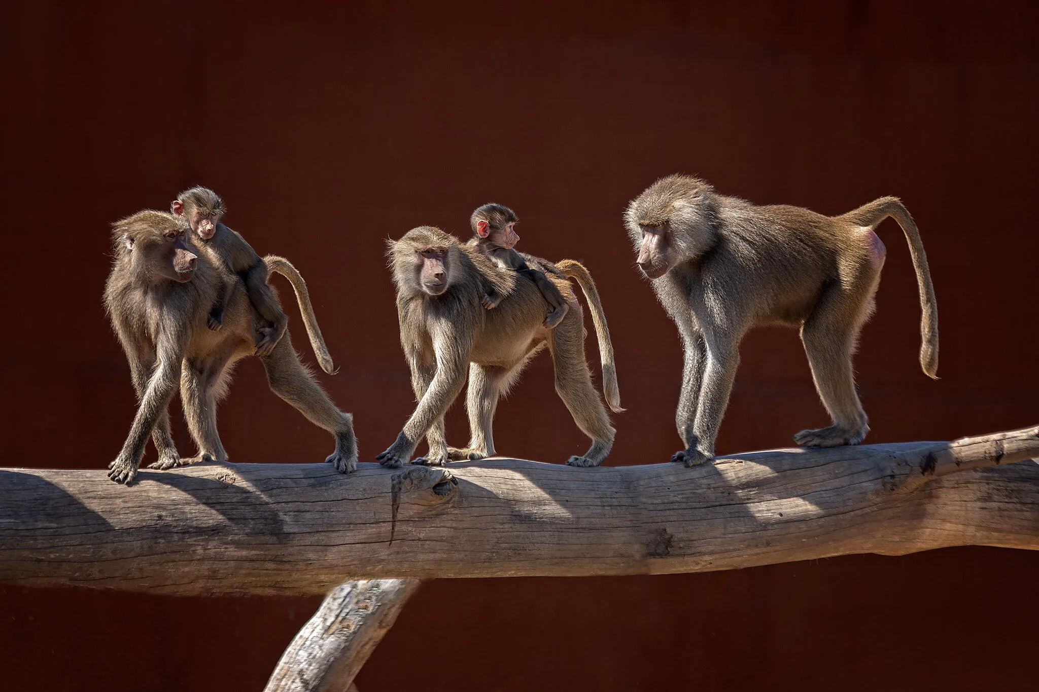 Zoos and Safari Parks
