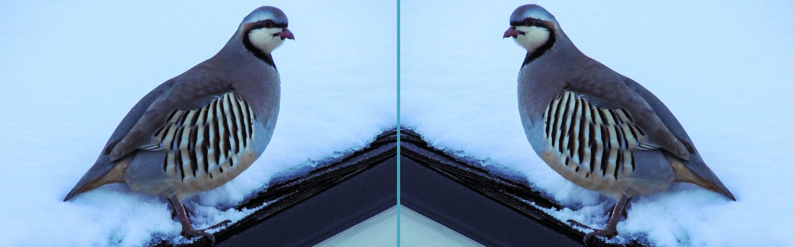 Birds of the Same Species Facing Each Other