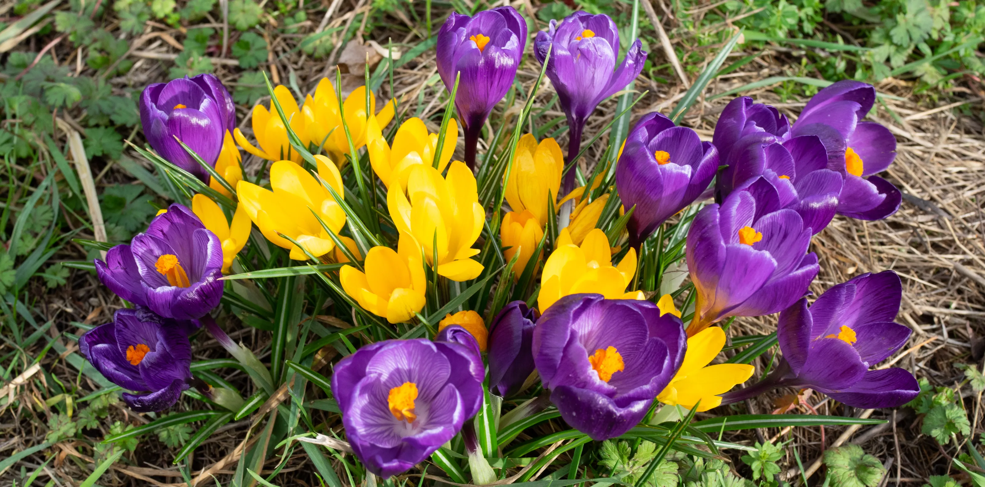 Crocus Flowers (in colour)