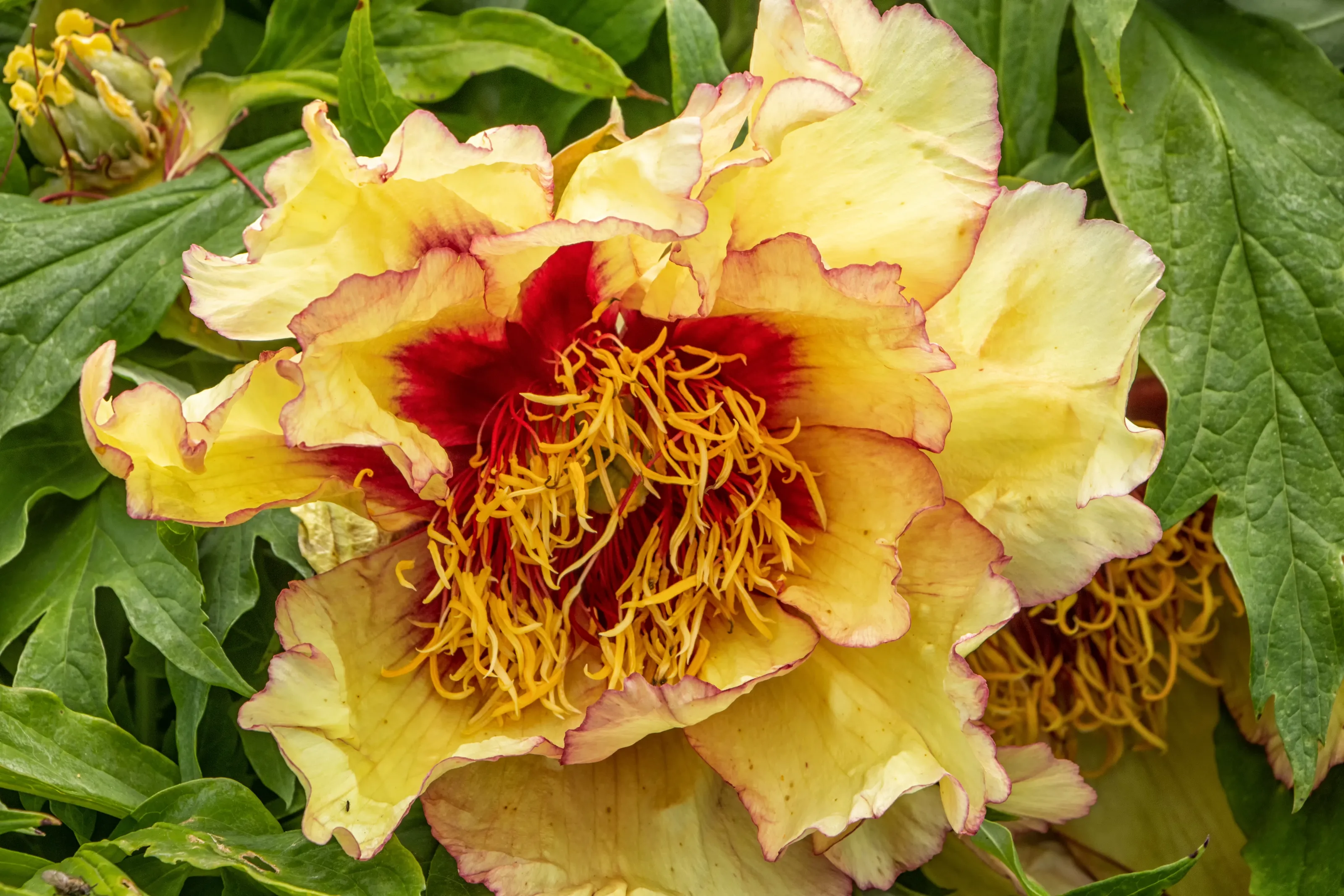 Peonies (in colour)
