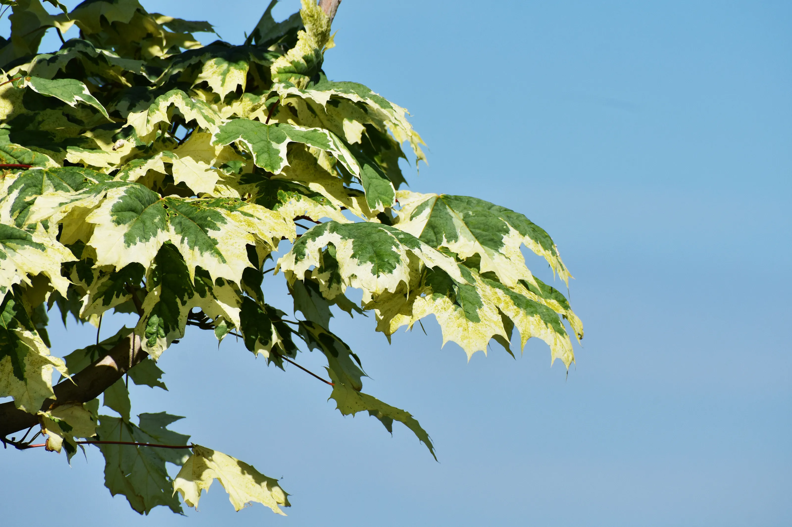 Leaves with Two or More Colours (no autumn leaves)