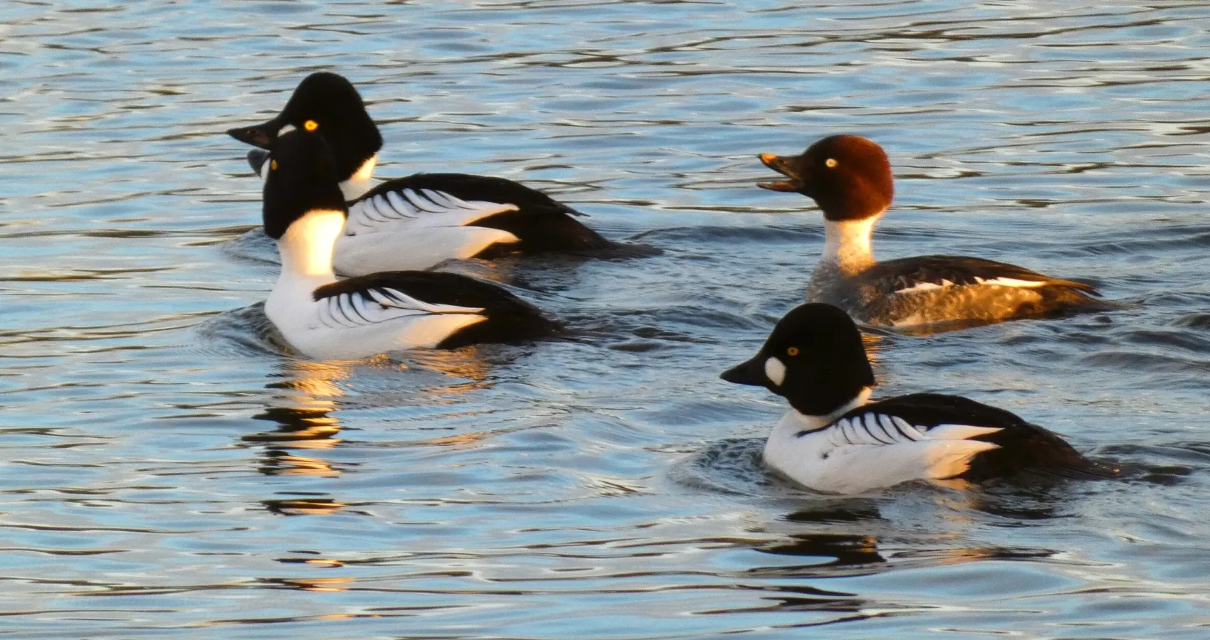 Ducks on Water (in colour)