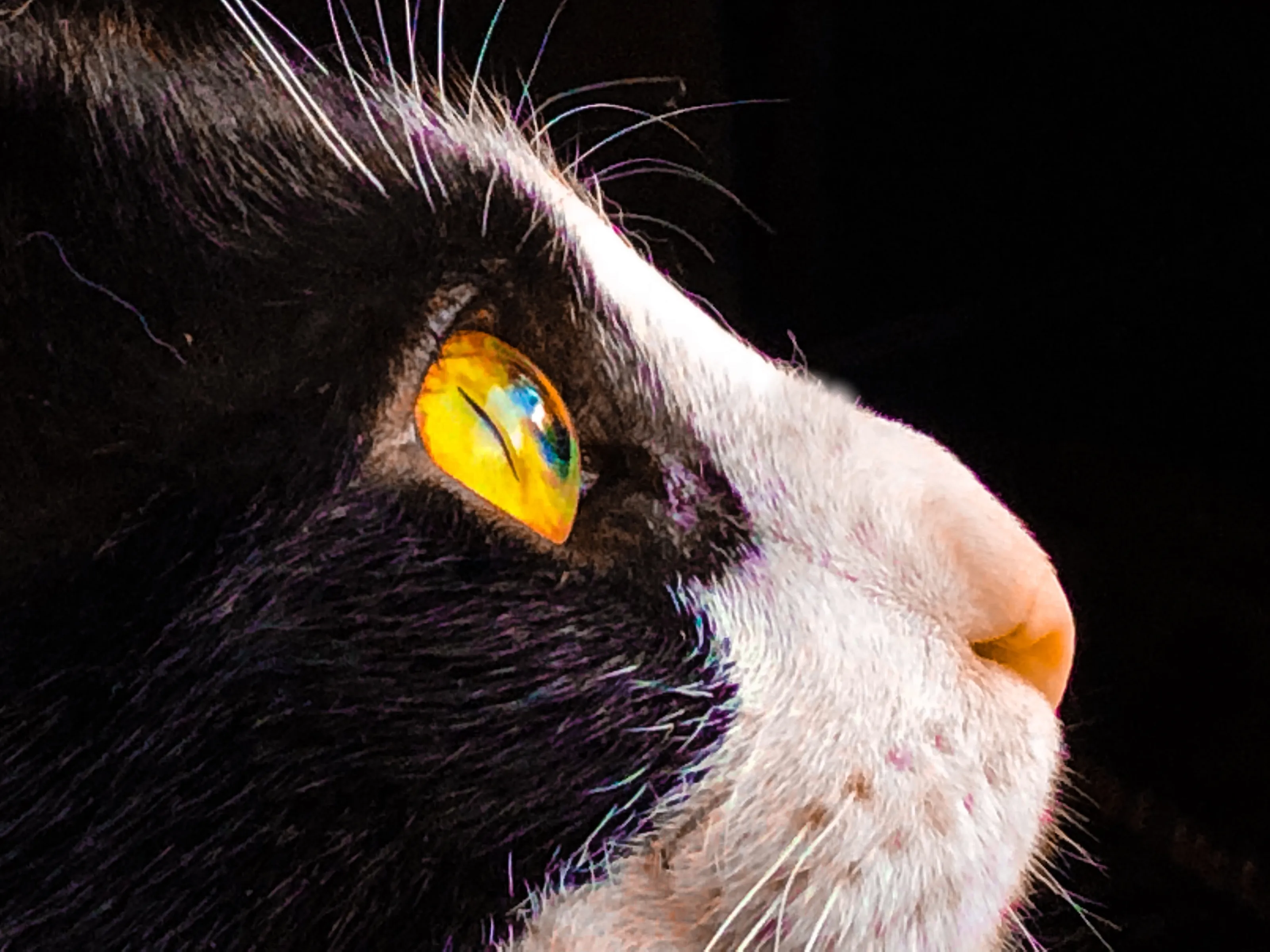 Pets in Profile (directly from the side)