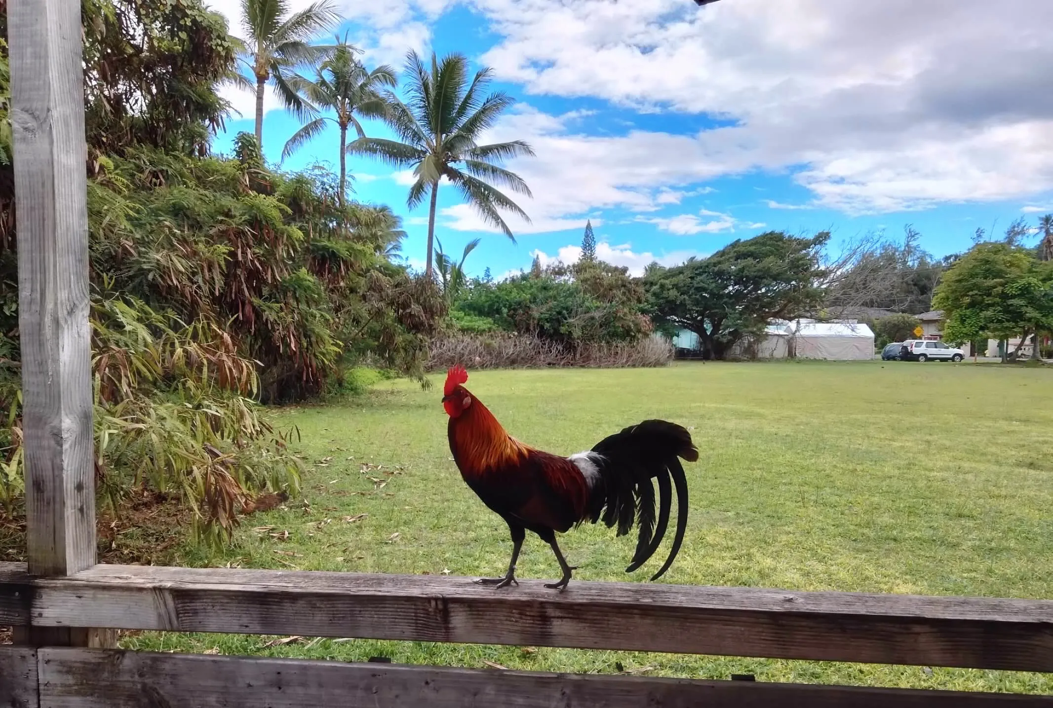 Roosters