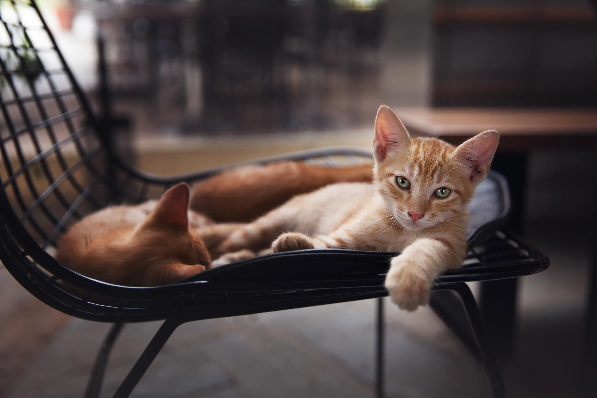 Pets Being Cute