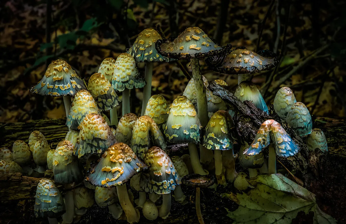 Fungi